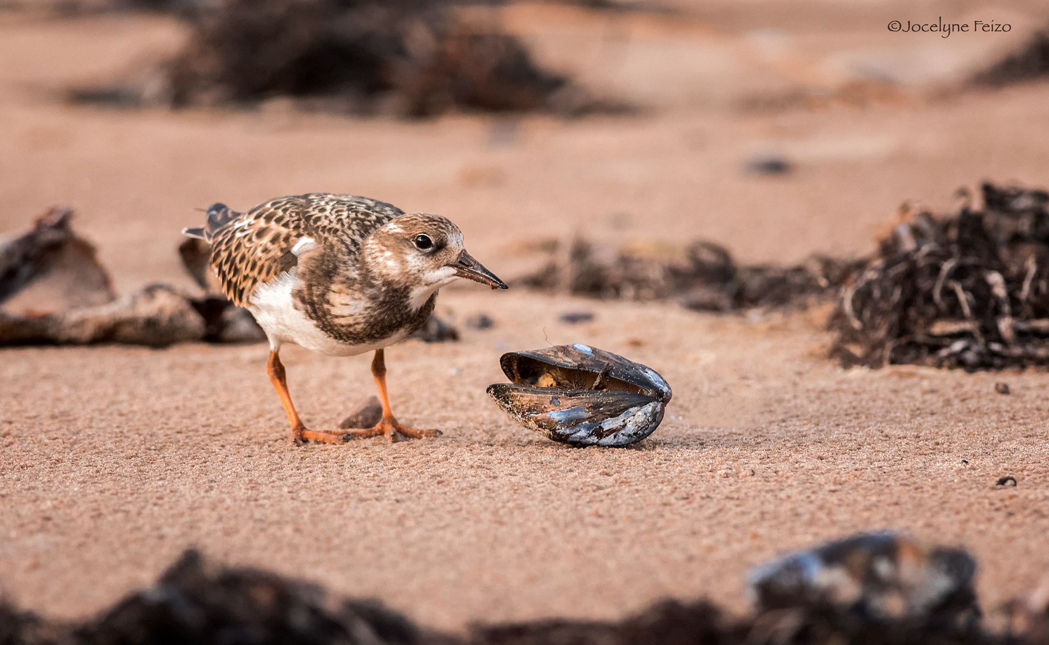 Nikon D750 + Nikon AF-S Nikkor 300mm F4D ED-IF sample photo. Ruddy turnstone photography