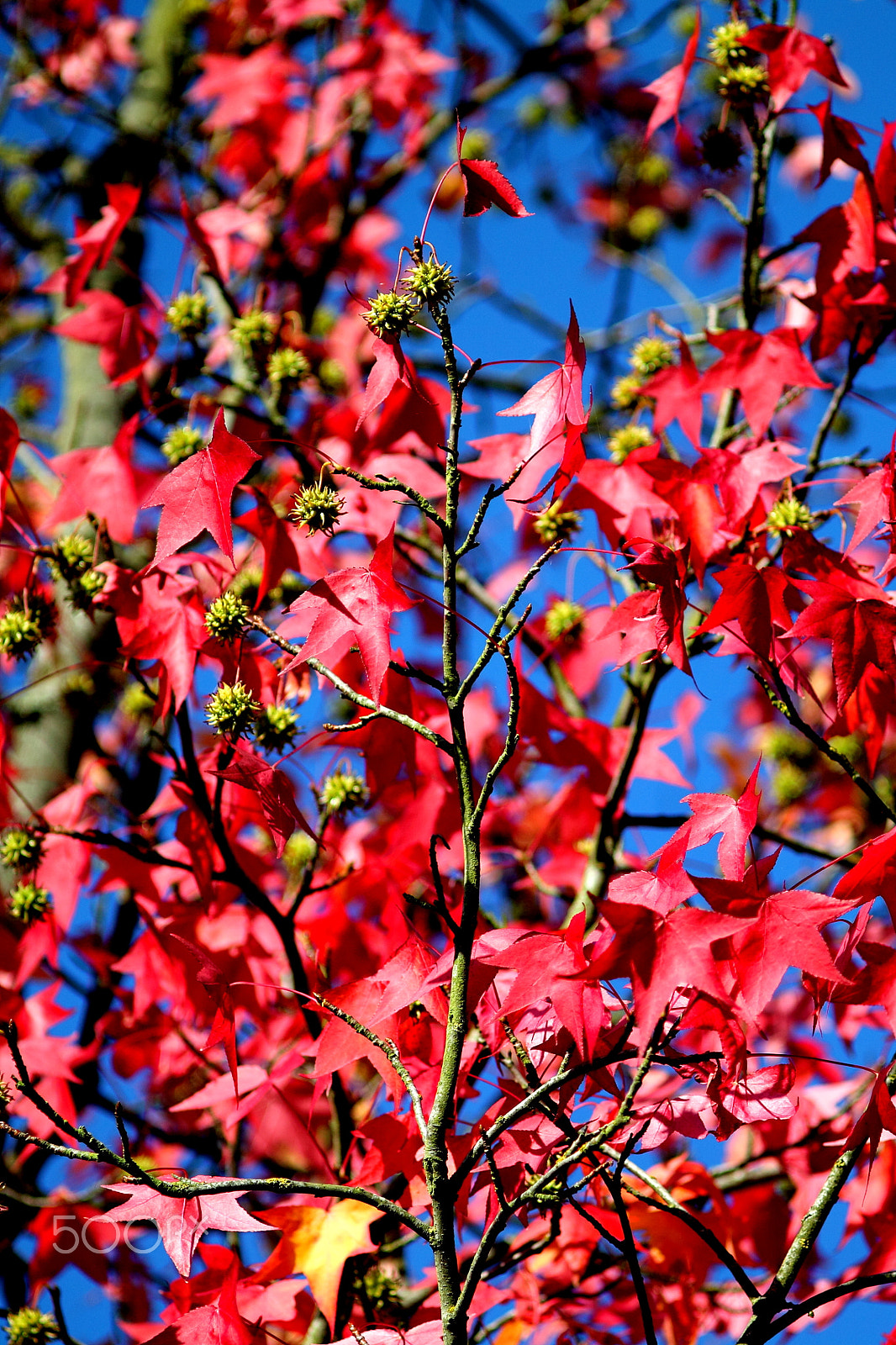 Canon EF 35-80mm f/4-5.6 sample photo. Red japanese maple tree photography