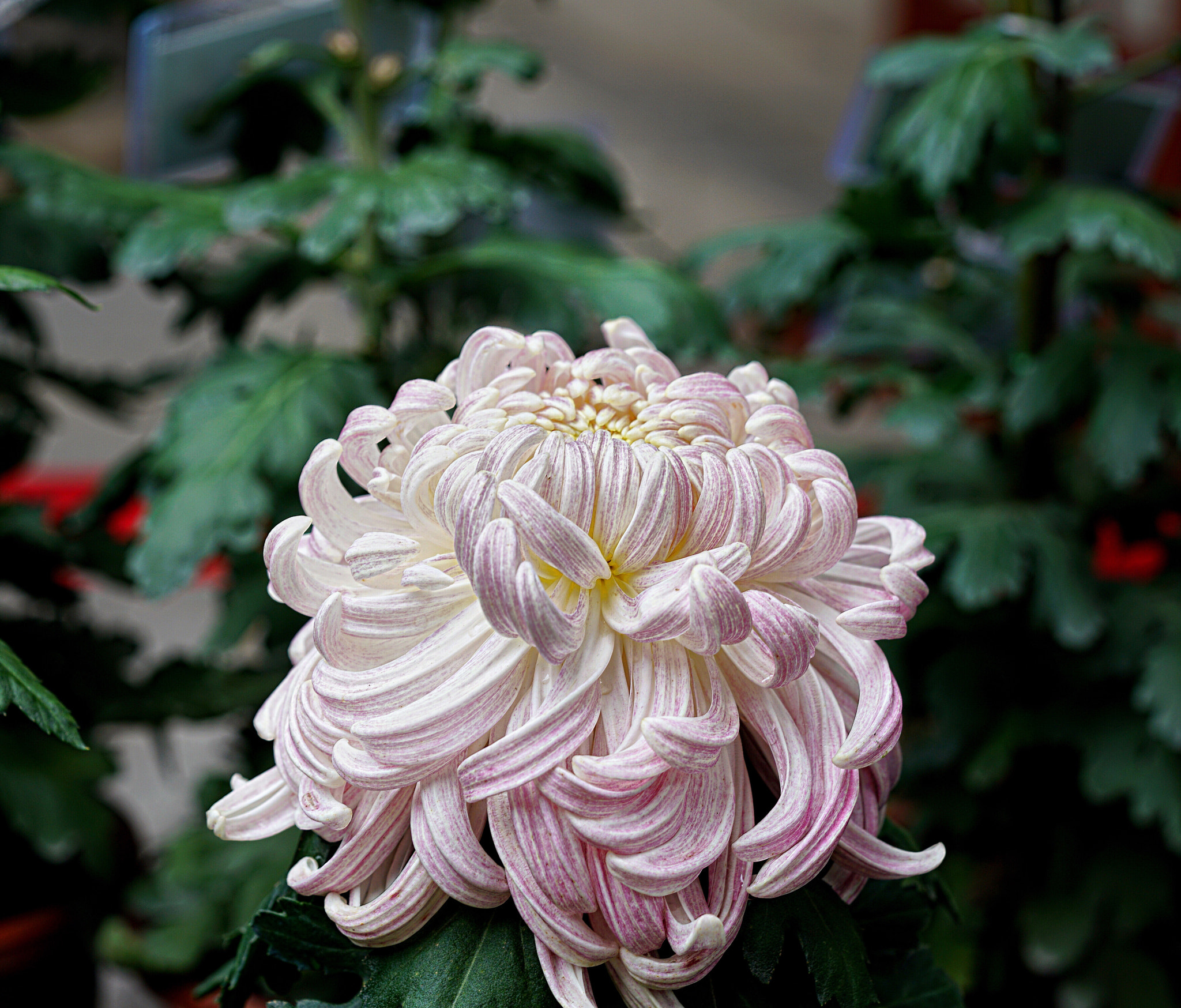 Sony a7R II + Sony FE 90mm F2.8 Macro G OSS sample photo