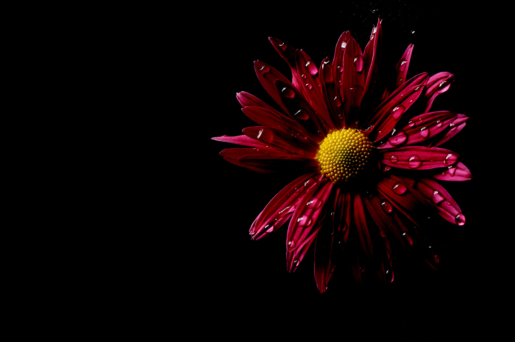 Sony DT 35mm F1.8 SAM sample photo. Mrs. raindrop photography