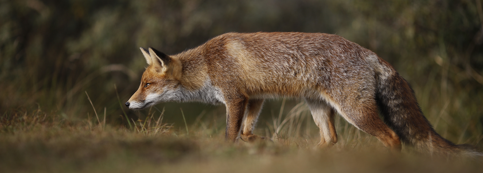 Canon EOS 5DS R + Canon EF 135mm F2L USM sample photo. Red fox photography