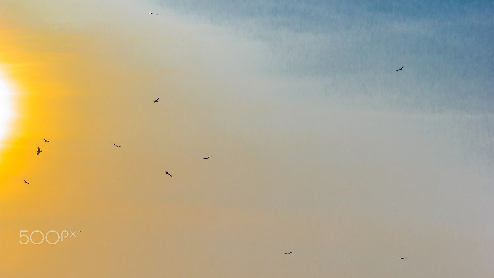 Sigma 150-600mm F5-6.3 DG OS HSM | C sample photo. 'the many colors of sunlight' photography