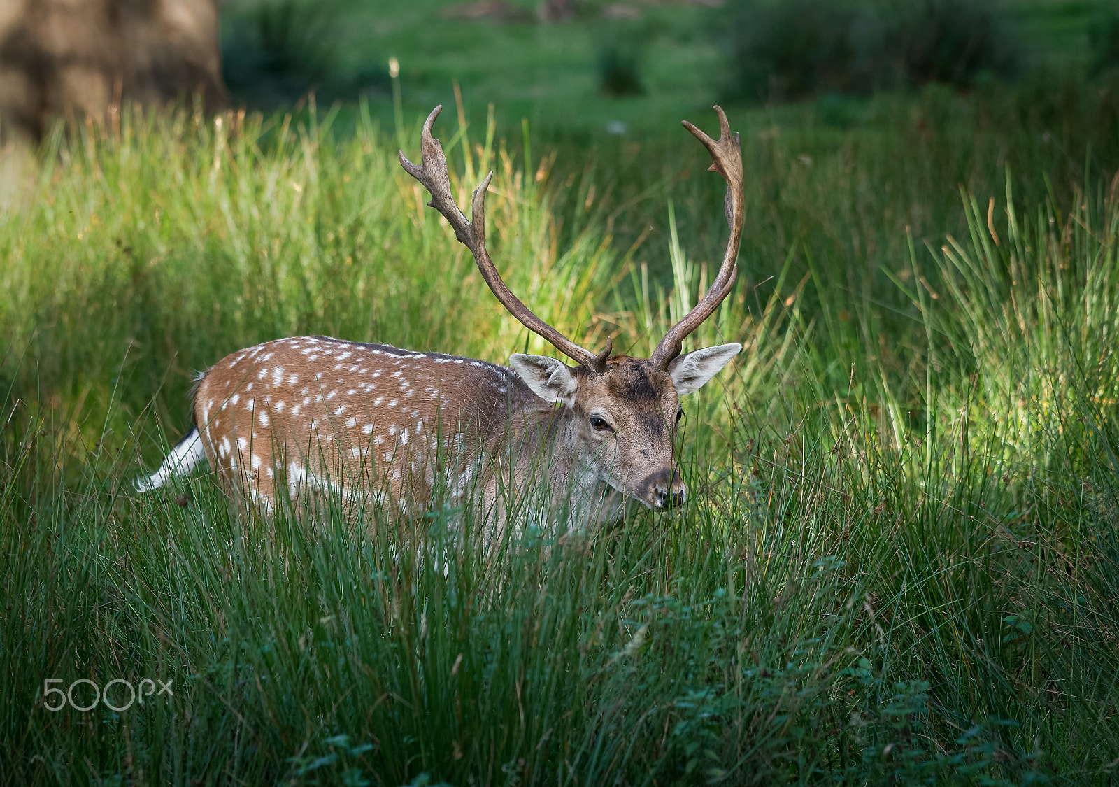 Sigma 120-400mm F4.5-5.6 DG OS HSM sample photo. Into the long grass photography