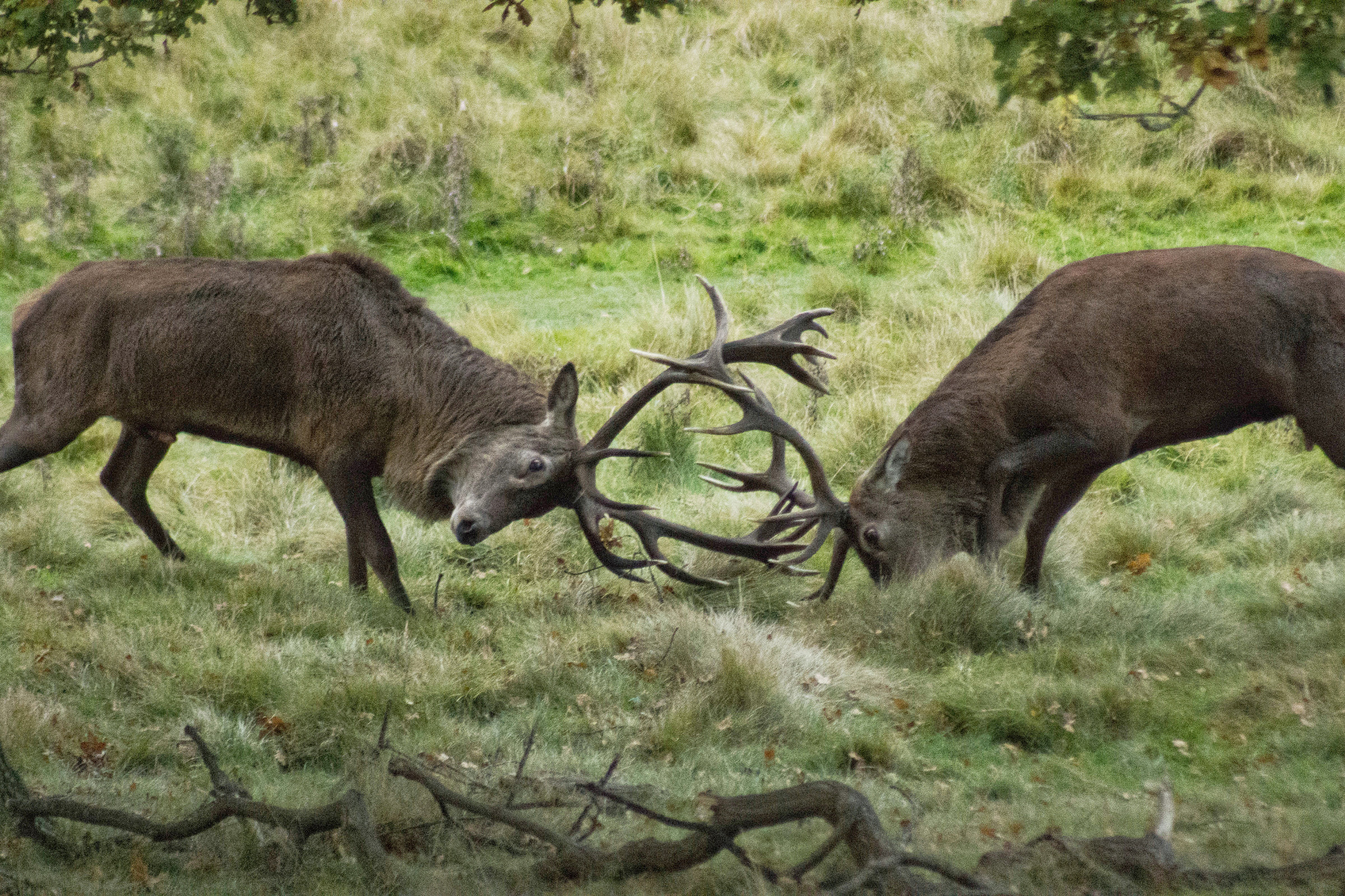 Sigma 70-300mm F4-5.6 APO DG Macro sample photo. The fight... photography