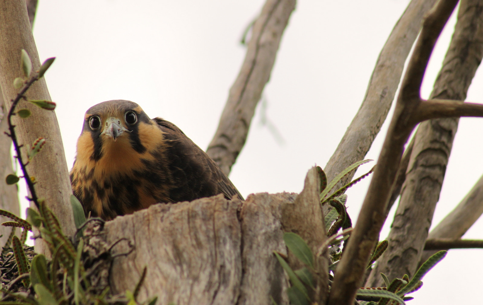 Canon EF 75-300mm f/4-5.6 USM sample photo. Aplomado falcon photography