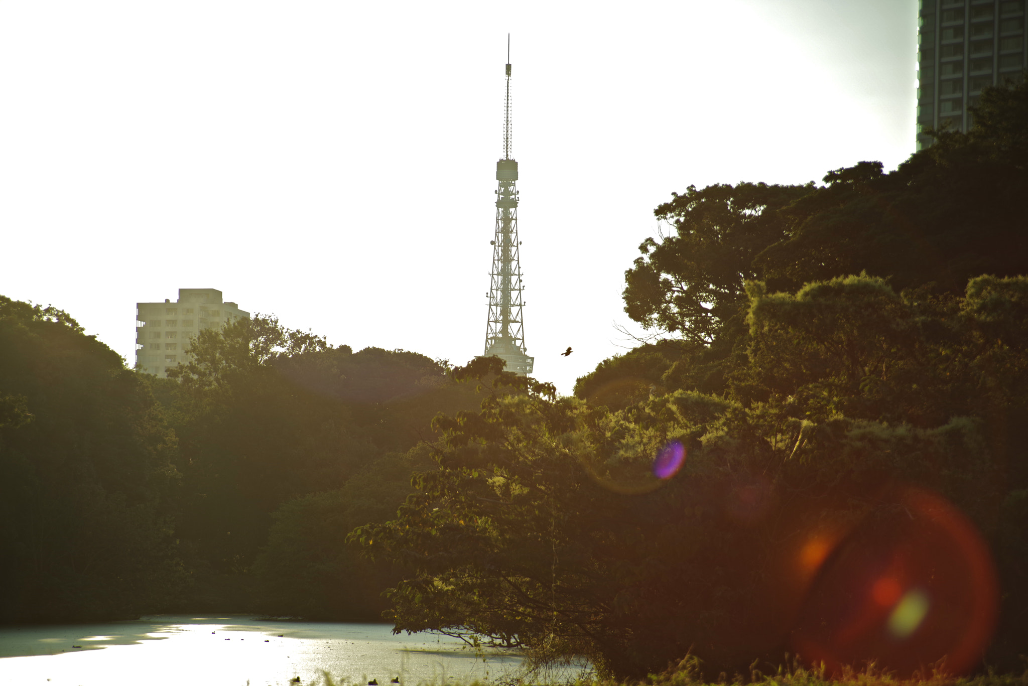 smc PENTAX-FA 28-105mm F4-5.6 [IF] sample photo. Tokyo tower with sunset light photography