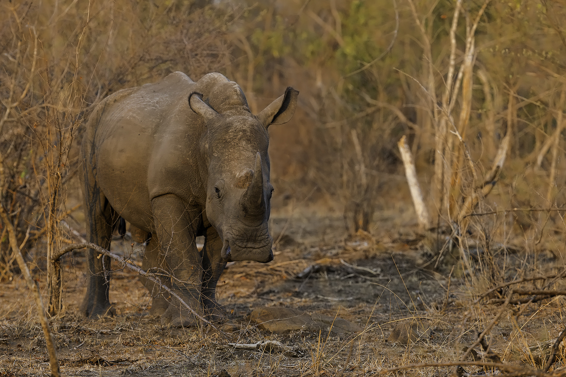 Canon EF 200-400mm F4L IS USM Extender 1.4x sample photo. Rhino photography