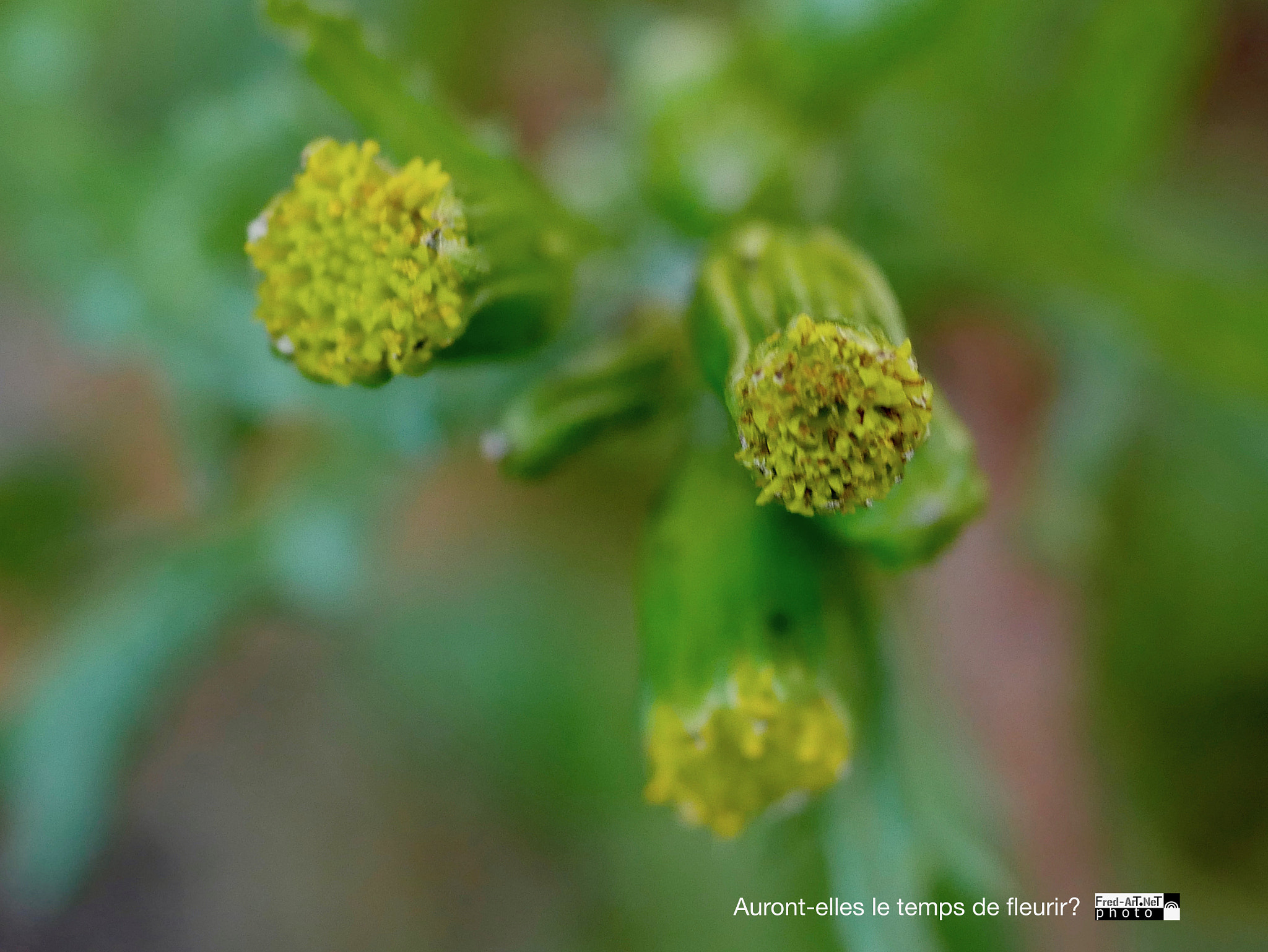 Panasonic Lumix G Macro 30mm F2.8 ASPH Mega OIS sample photo. Auront -elles le temps de.... photography