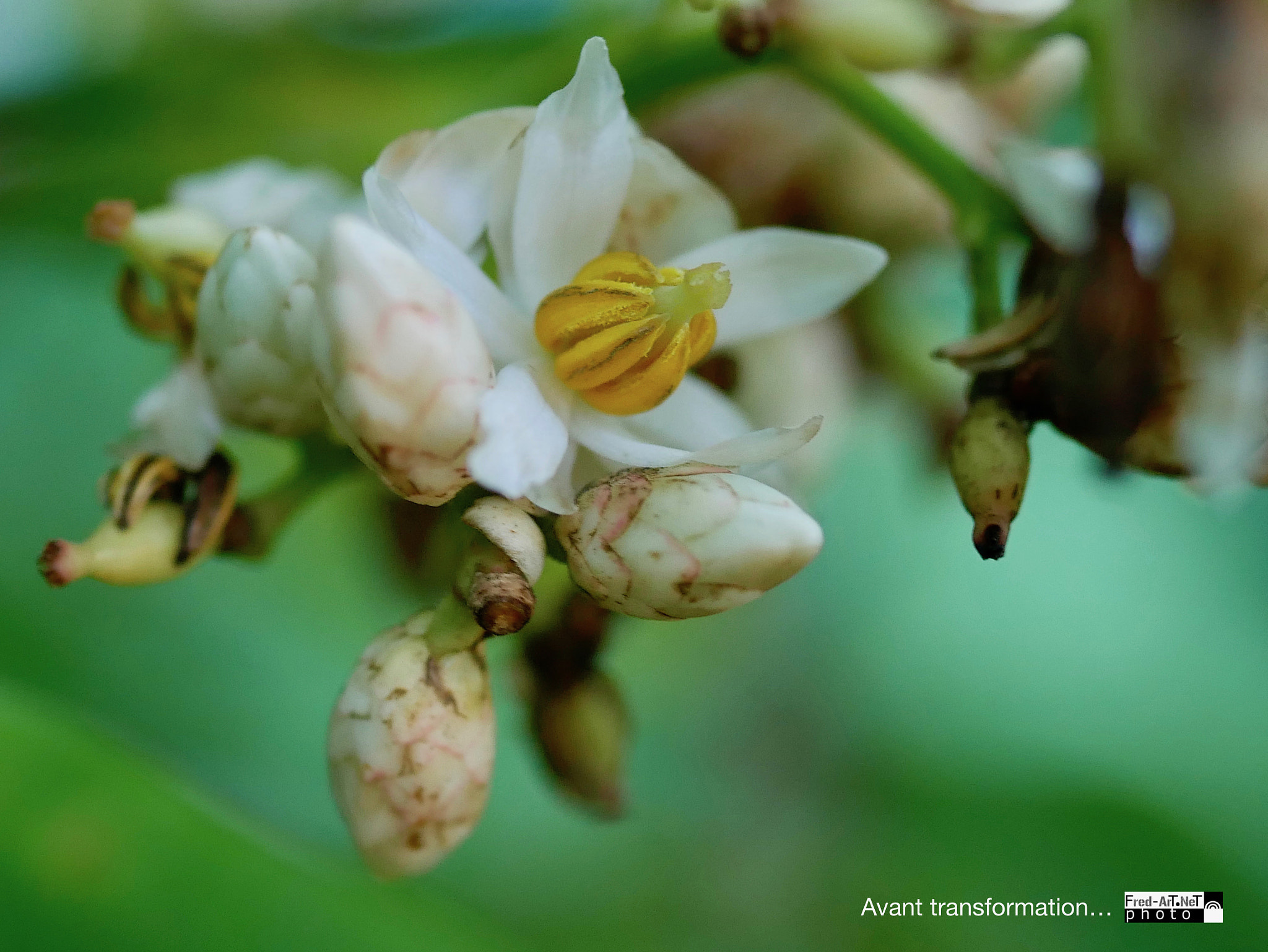 Panasonic Lumix G Macro 30mm F2.8 ASPH Mega OIS sample photo. Avant transformation... photography