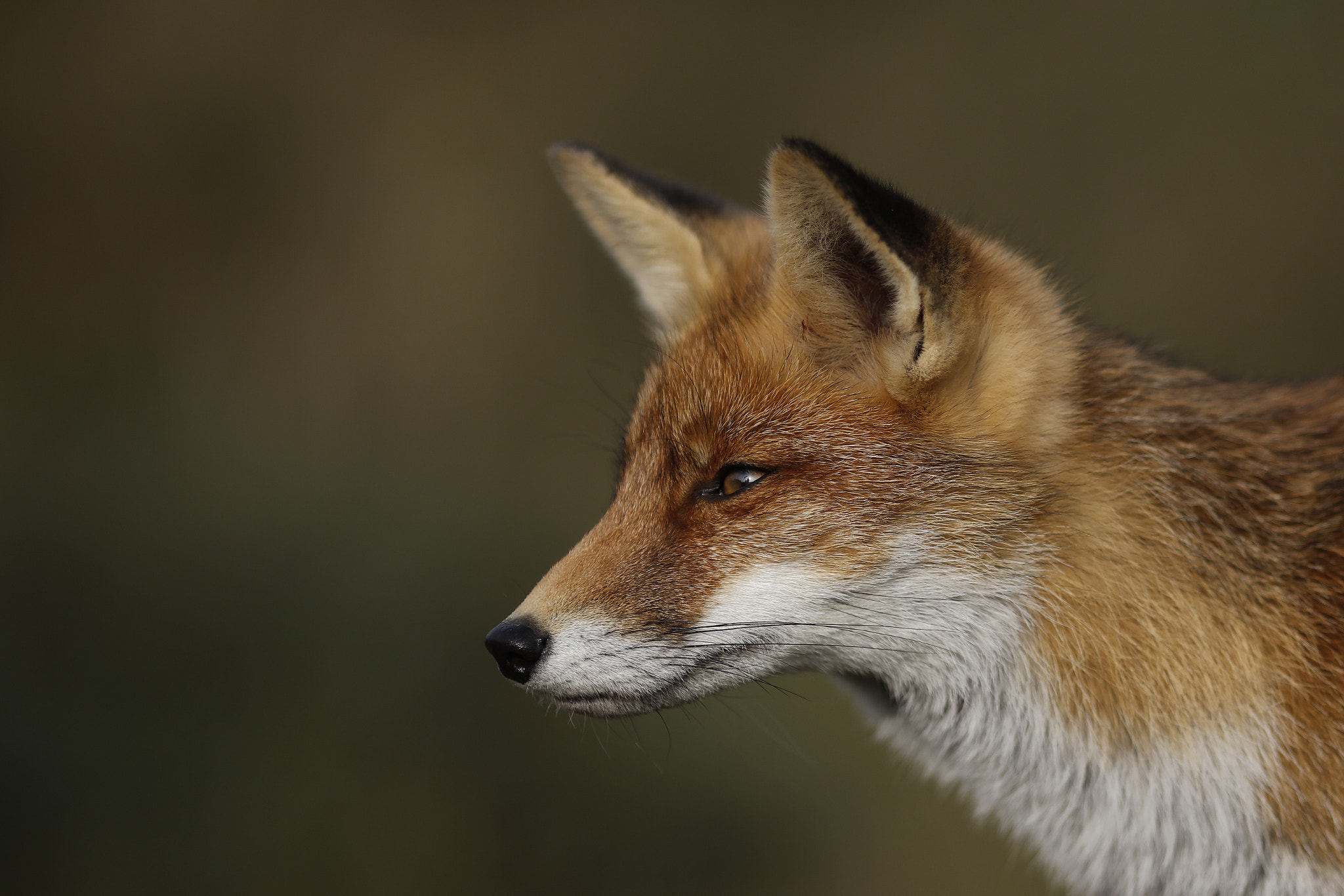 Canon EOS 5DS R + Canon EF 135mm F2L USM sample photo. Red fox photography