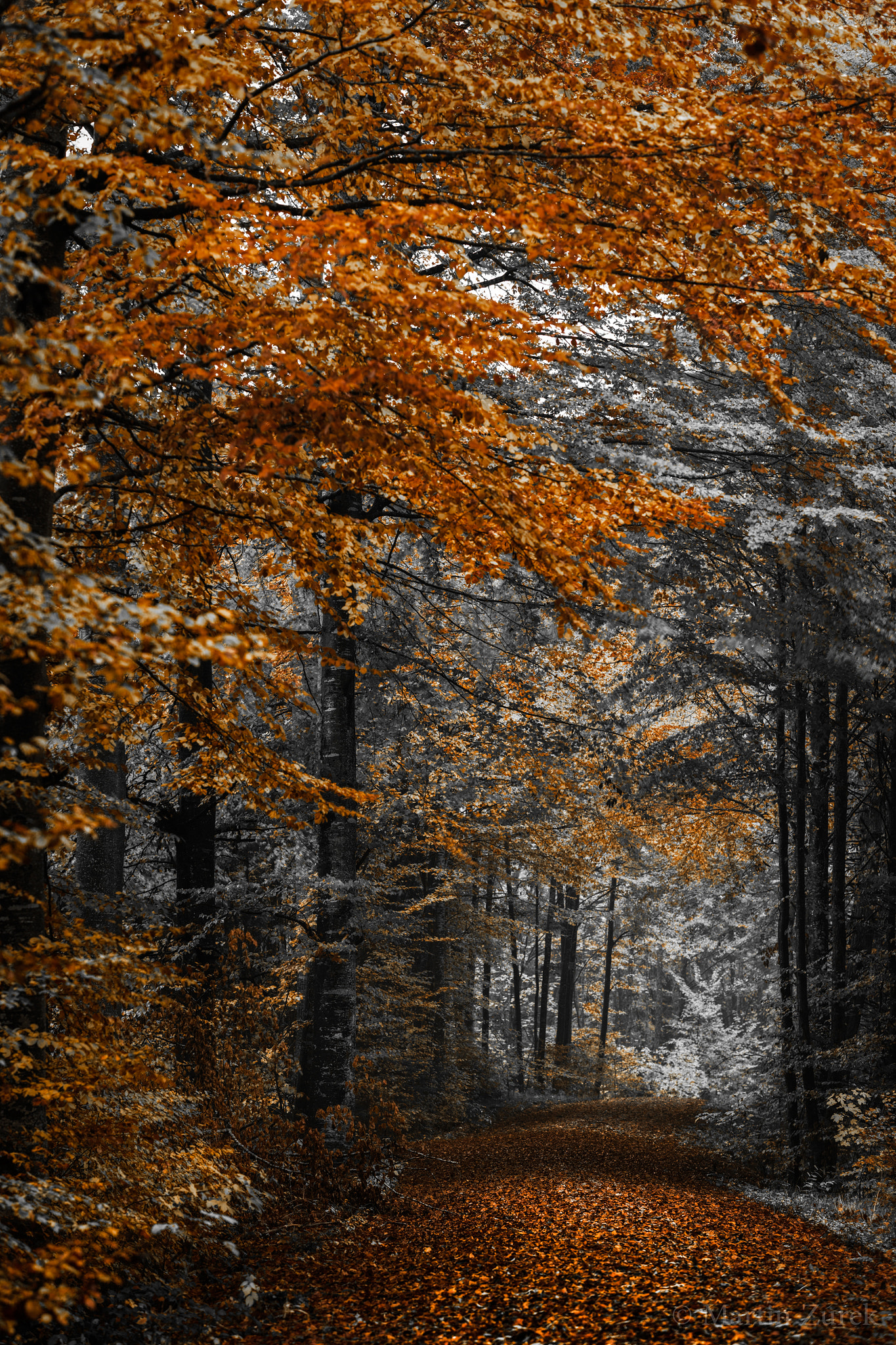 ZEISS Otus 85mm F1.4 sample photo. Autumn colors photography