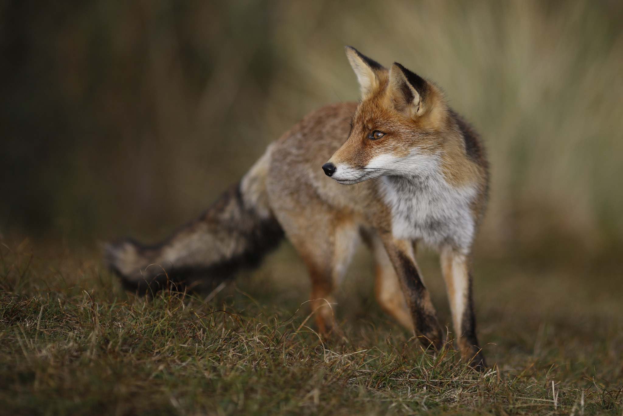Canon EOS 5DS R + Canon EF 135mm F2L USM sample photo. Red fox photography