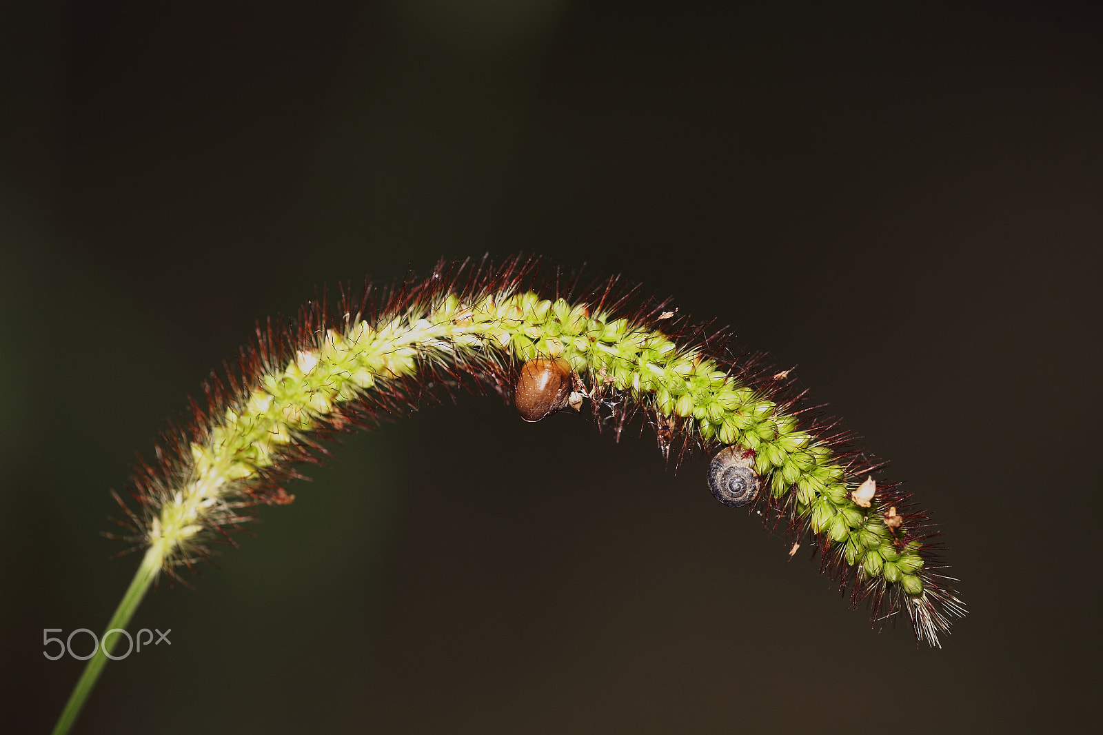 Canon EF 180mm F3.5L Macro USM sample photo. Biology photography