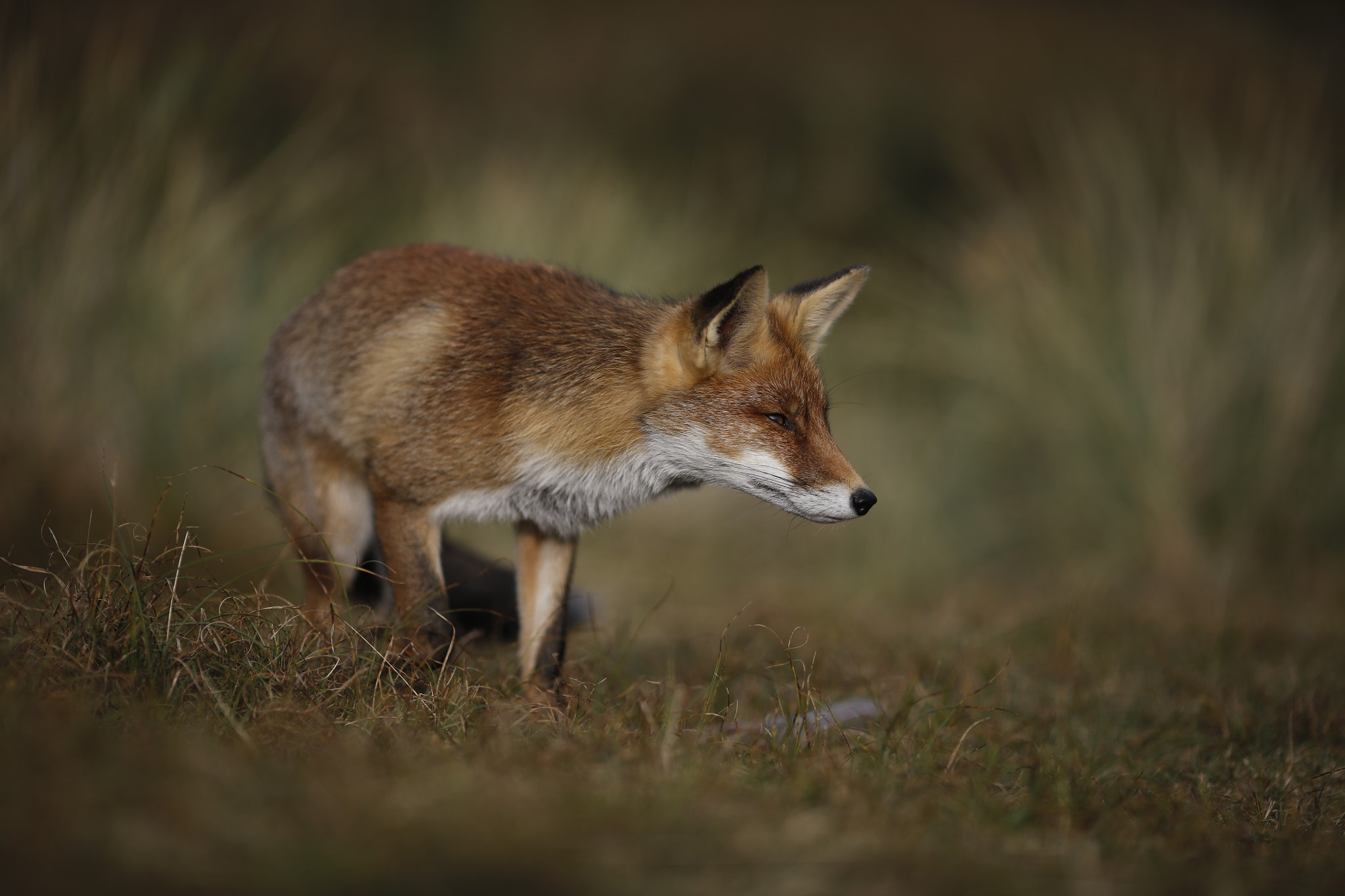 Canon EOS 5DS R + Canon EF 135mm F2L USM sample photo. Red fox photography