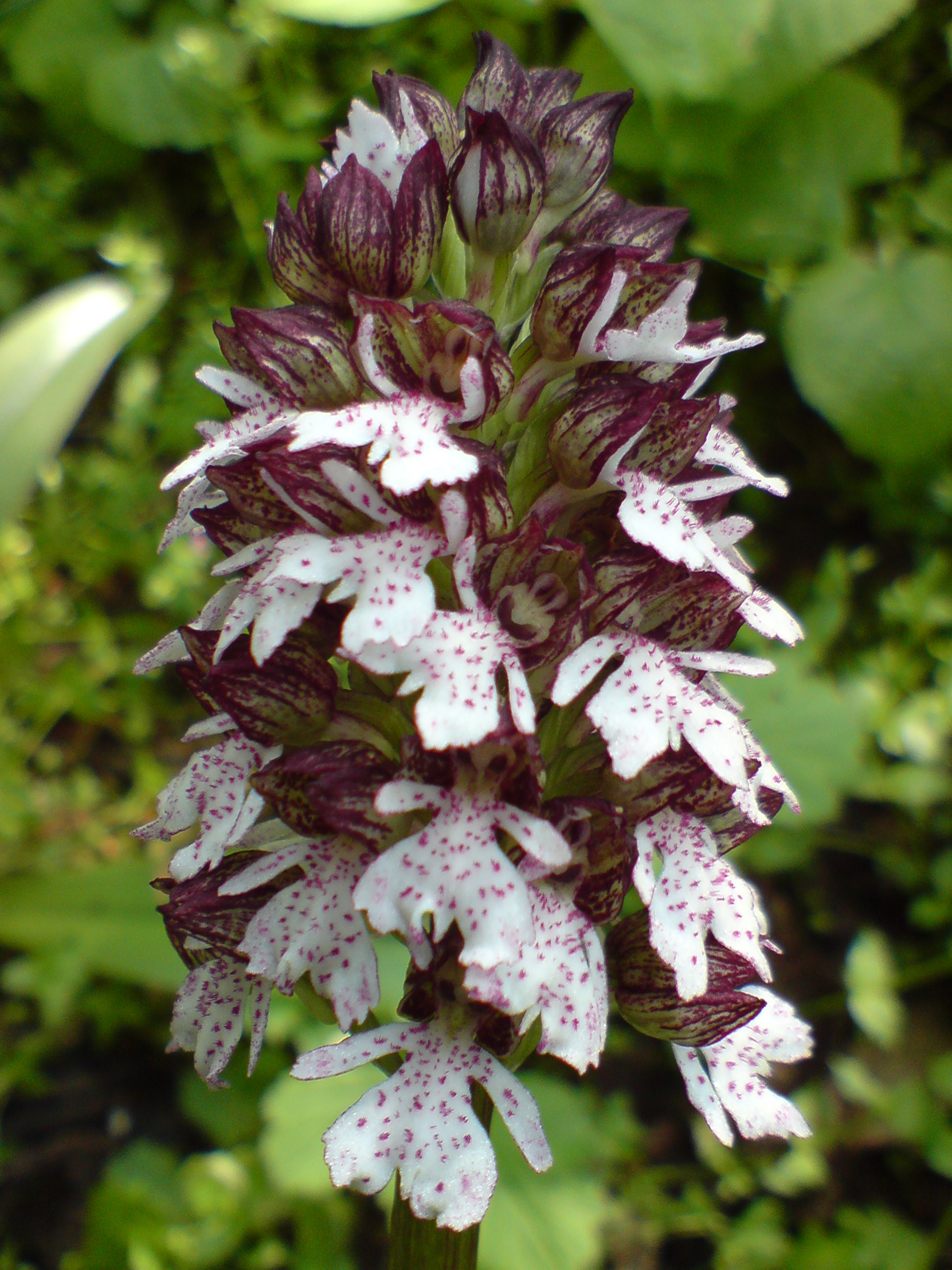 Sony Ericsson K850i sample photo. Exotic photography
