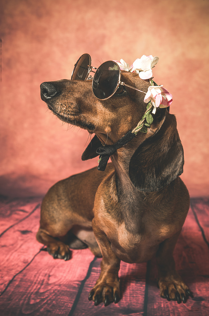 Dachshund dog with sunglasses and flowers on her head by Eduardo Lopez on 500px.com