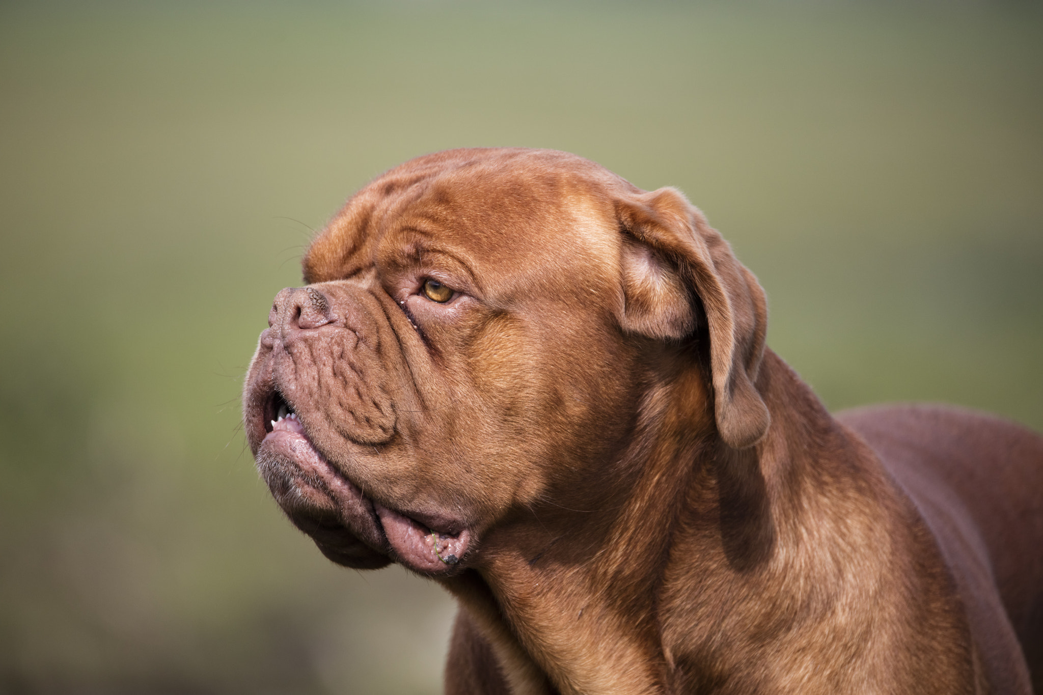 Canon EOS 5DS R + 150-600mm F5-6.3 DG OS HSM | Sports 014 sample photo. Dog photography