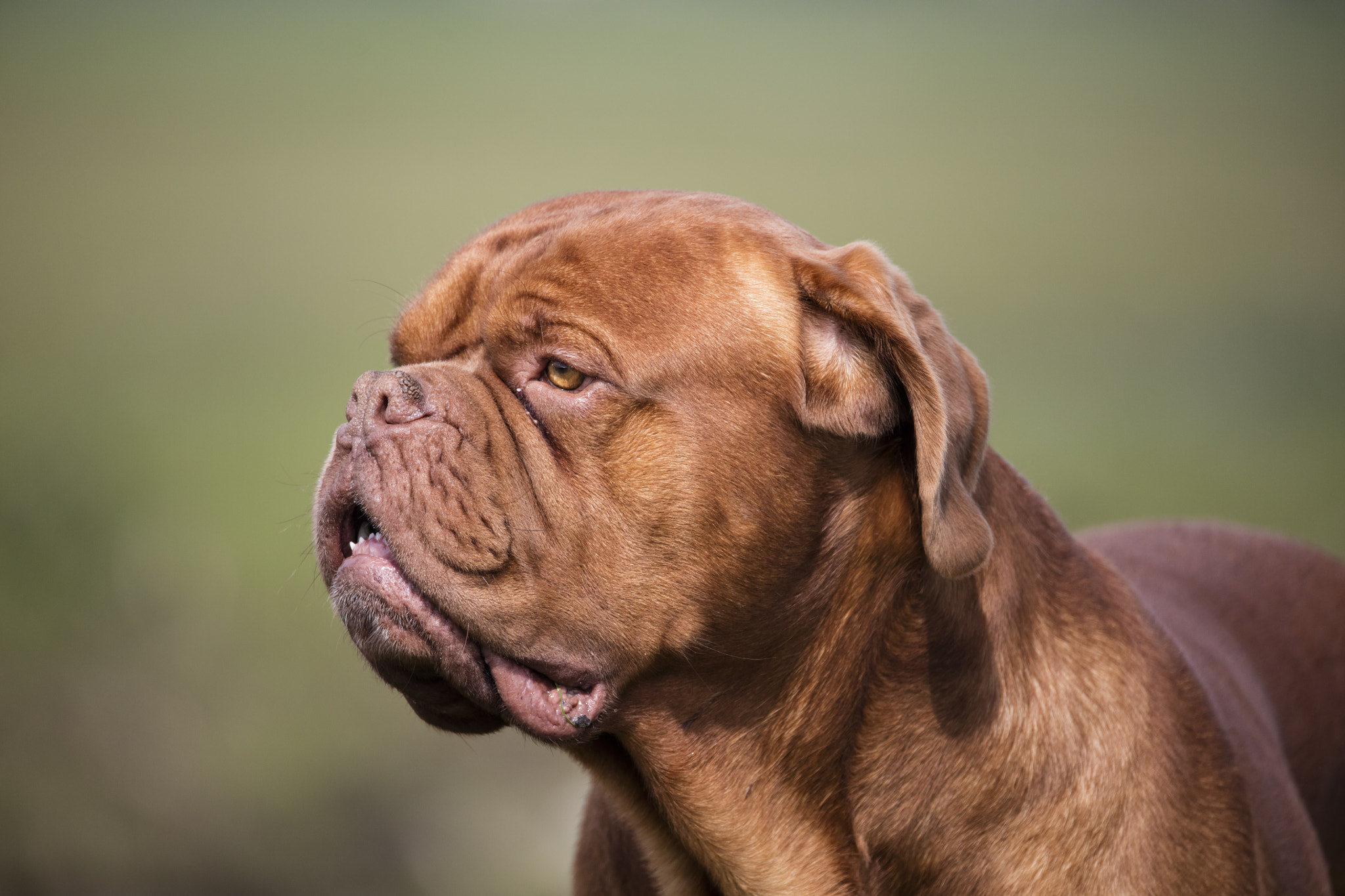 150-600mm F5-6.3 DG OS HSM | Sports 014 sample photo. Dog photography