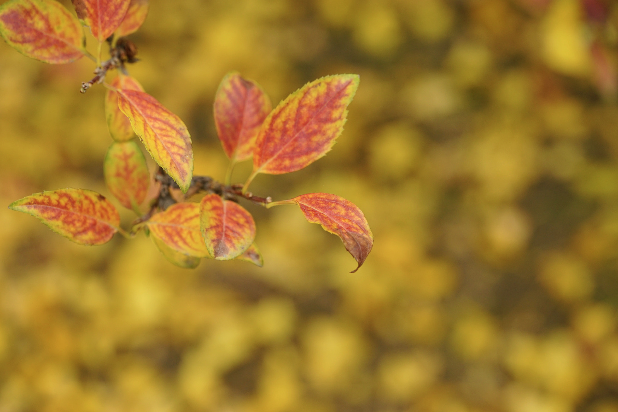 Sony a7 II + Sony FE 90mm F2.8 Macro G OSS sample photo. 秋之印记 photography