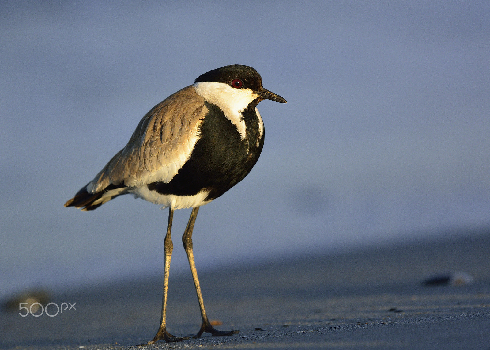 Nikon D7100 + Nikon AF-S Nikkor 500mm F4G ED VR sample photo. Spur-winged lapwing photography