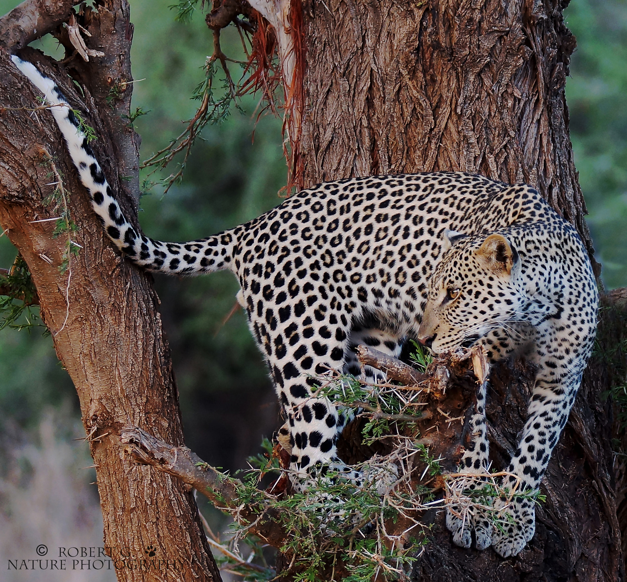 Sony SLT-A77 + Tamron SP 150-600mm F5-6.3 Di VC USD sample photo. Leopard in the tree  samburu 2016 photography