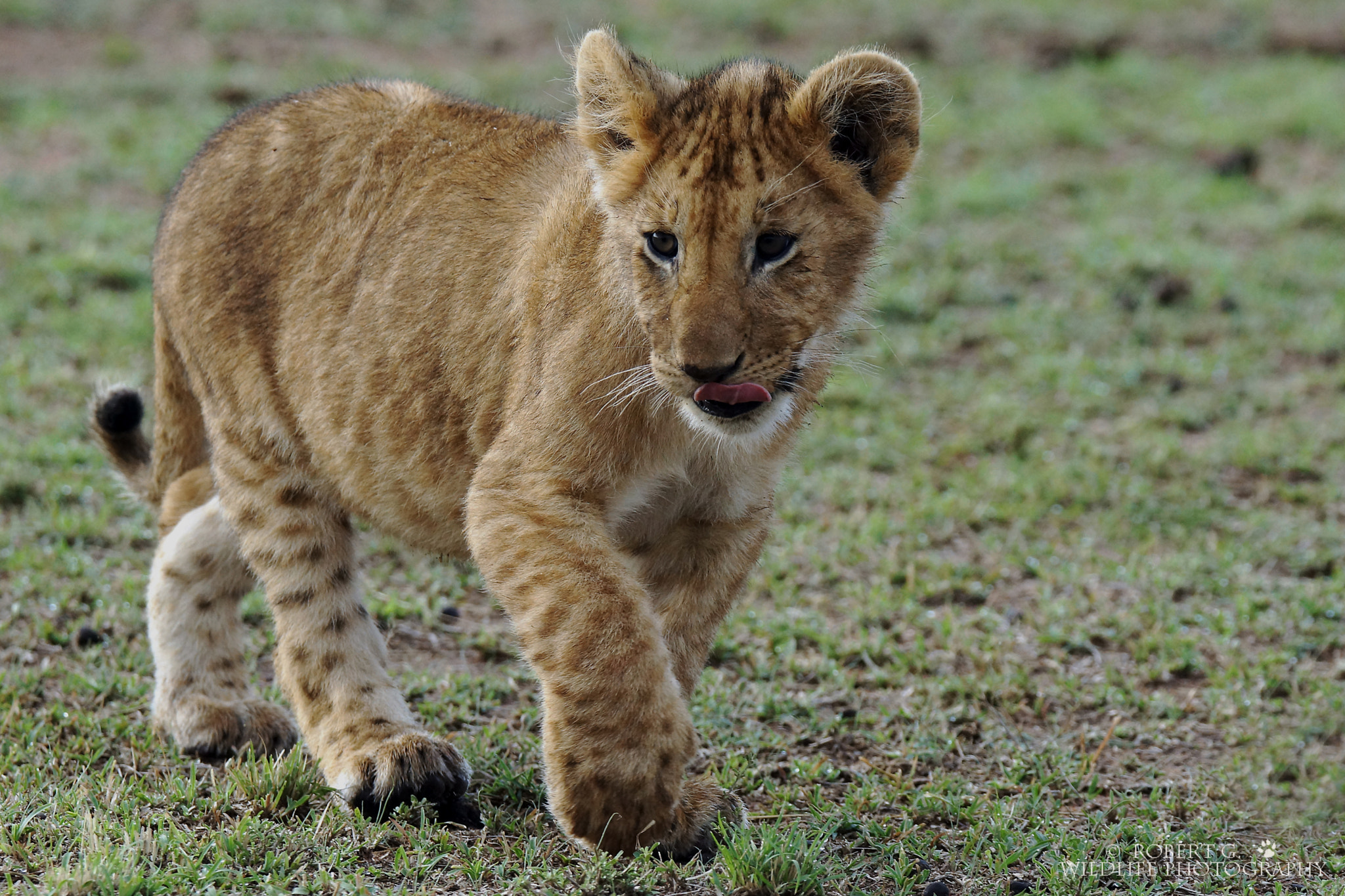 Sony SLT-A77 + Tamron SP 150-600mm F5-6.3 Di VC USD sample photo. Young lion  masai mara 2016 photography