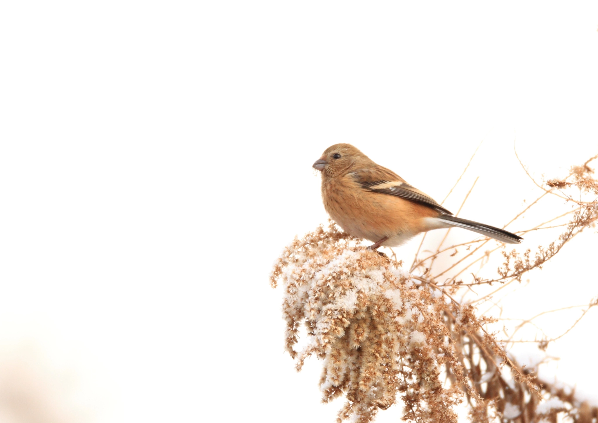 Canon EOS-1D Mark IV sample photo. ベニマシコ 雪− photography