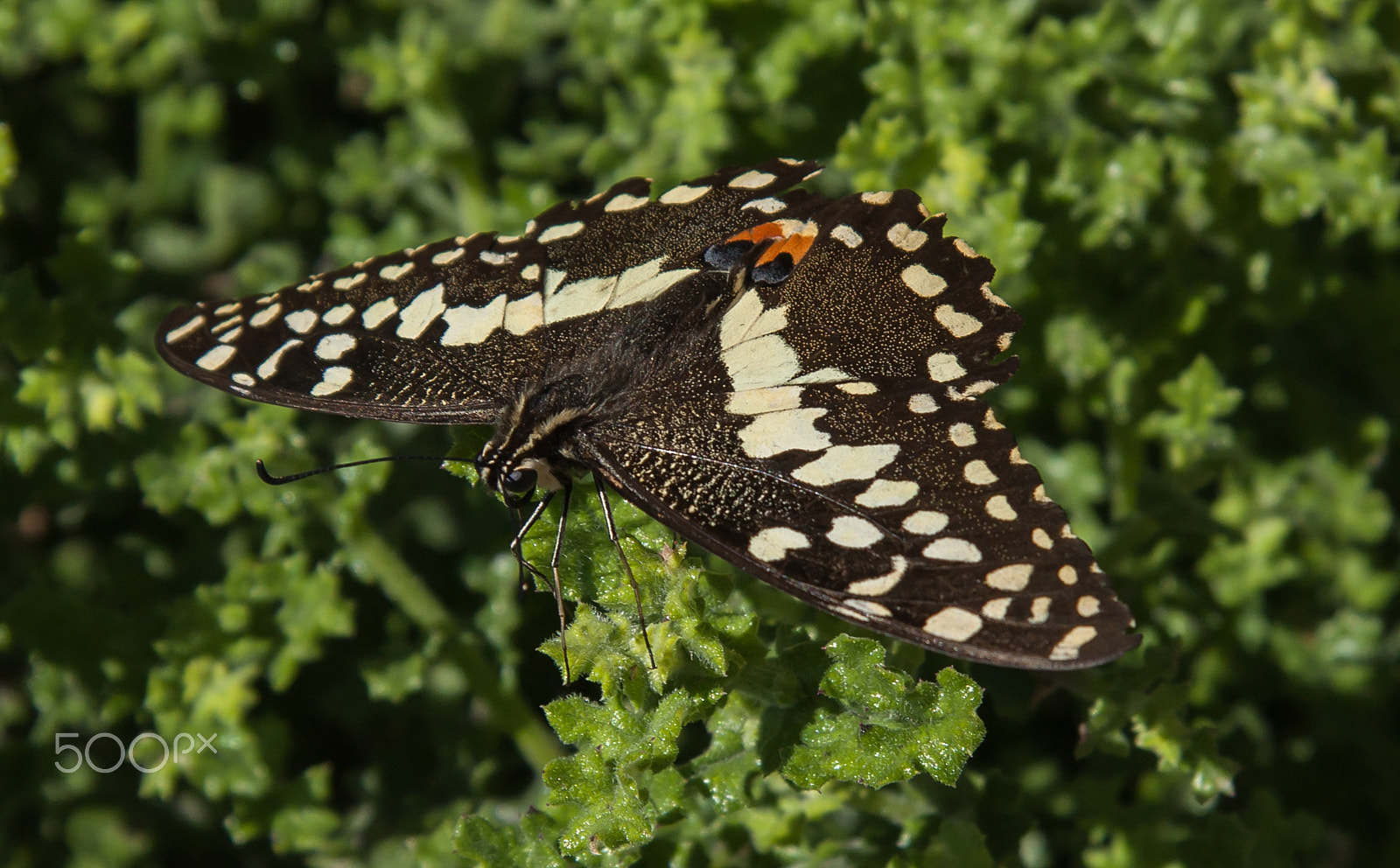 Canon EF-S 17-85mm F4-5.6 IS USM sample photo. Citrus swallowtail butterfly (papilio demoleus) photography