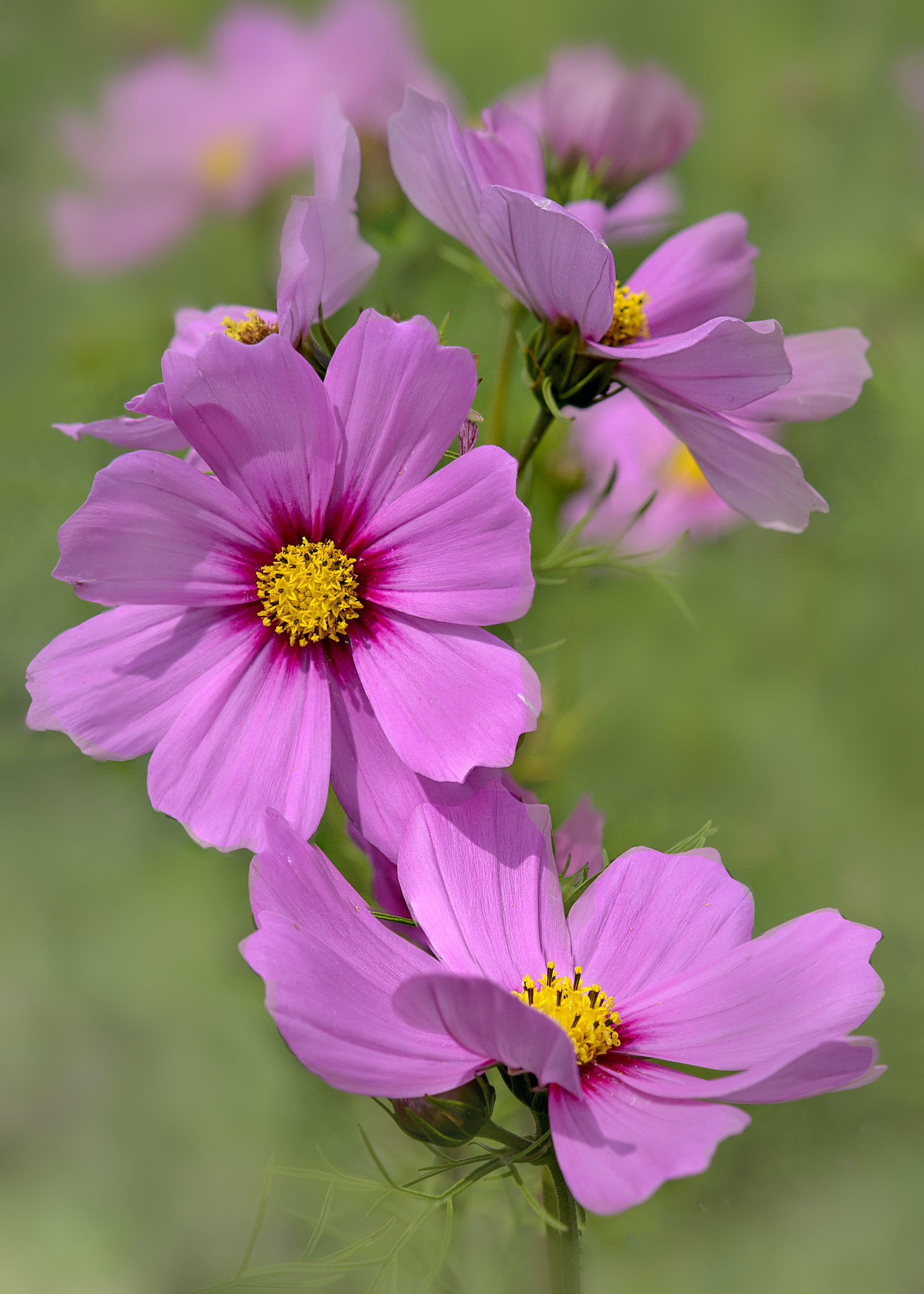 Nikon AF-S DX Micro-Nikkor 85mm F3.5G ED VR sample photo. Cosmos photography