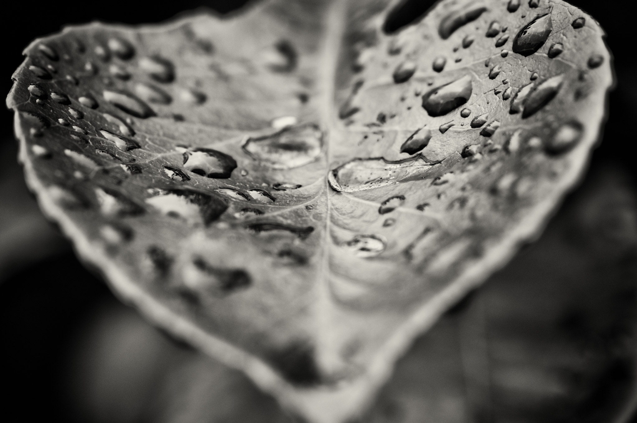 Pentax K-3 II + A Series Lens sample photo. Bwm wet leaf photography