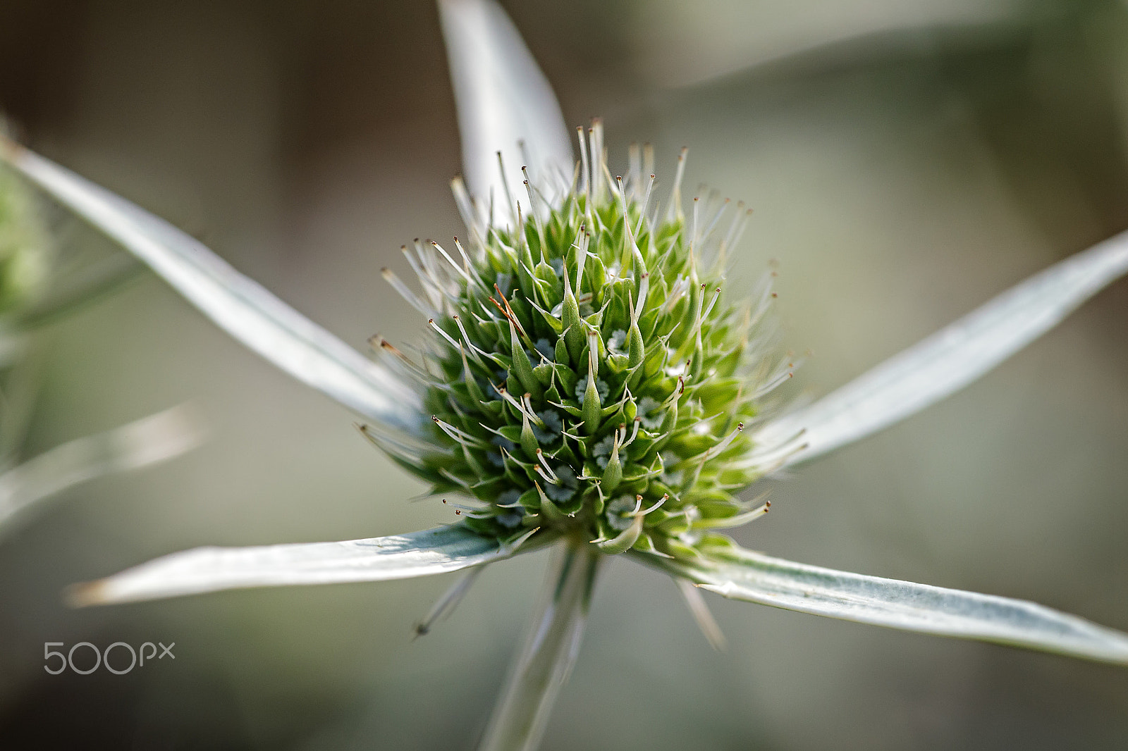 Canon EF 180mm F3.5L Macro USM sample photo. Eryngium campestre photography