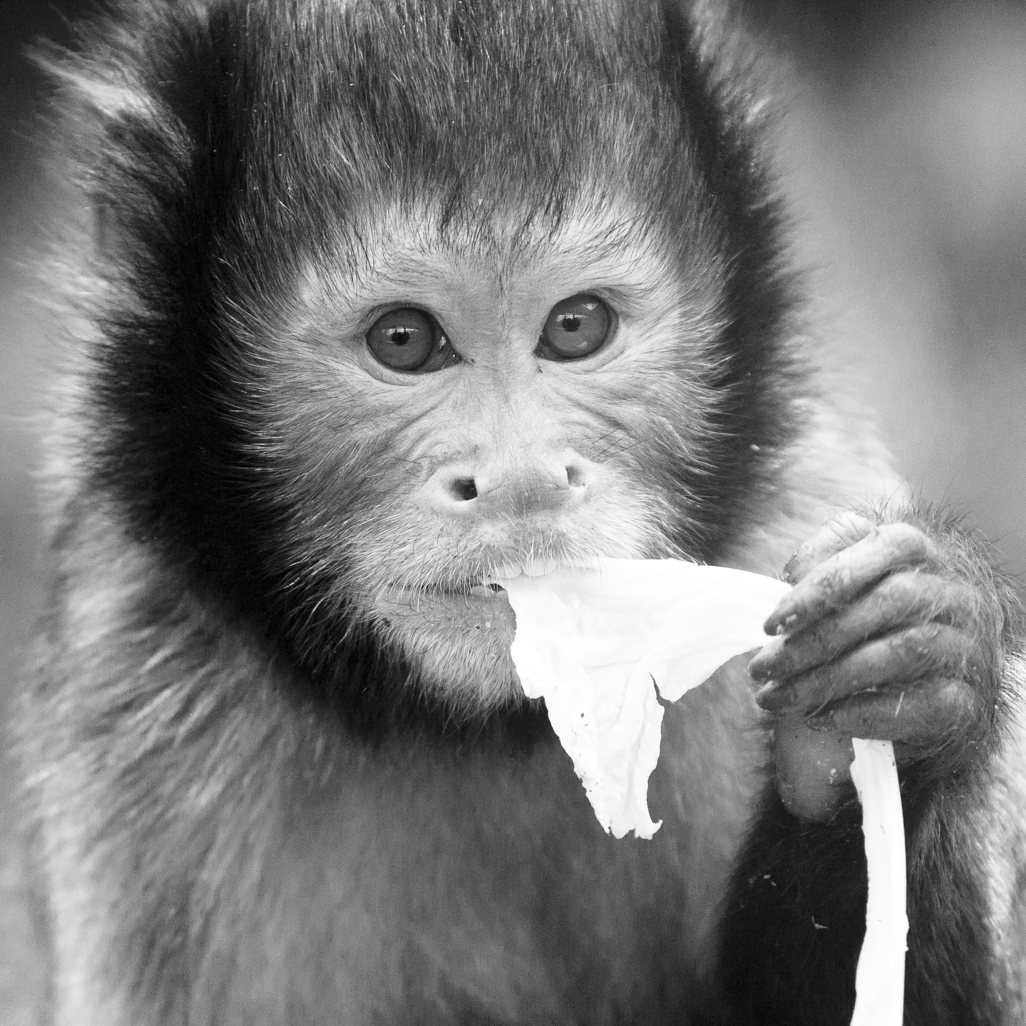 Canon EF 70-300mm F4-5.6L IS USM sample photo. Buffy-headed capuchin photography
