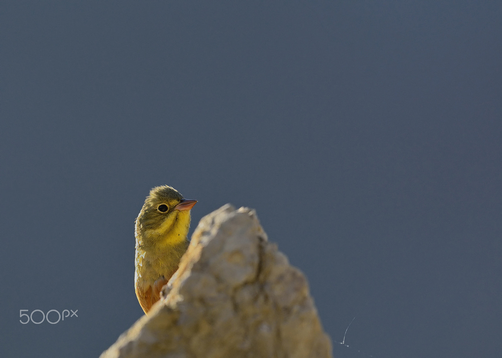 Nikon D7100 + Nikon AF-S Nikkor 500mm F4G ED VR sample photo. Ortolan bunting photography