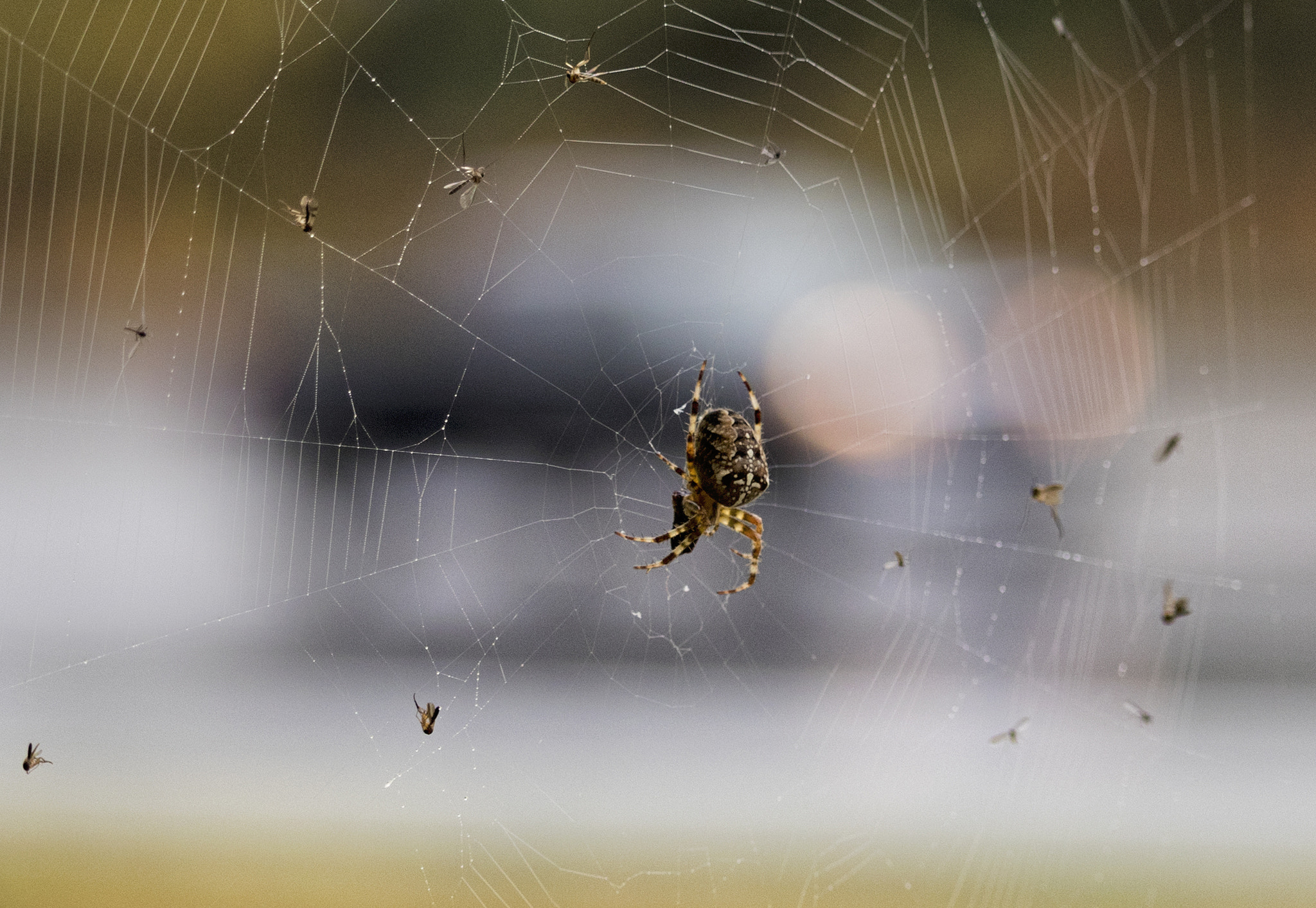 Canon EF-S 55-250mm F4-5.6 IS STM sample photo. Hunting flies. photography