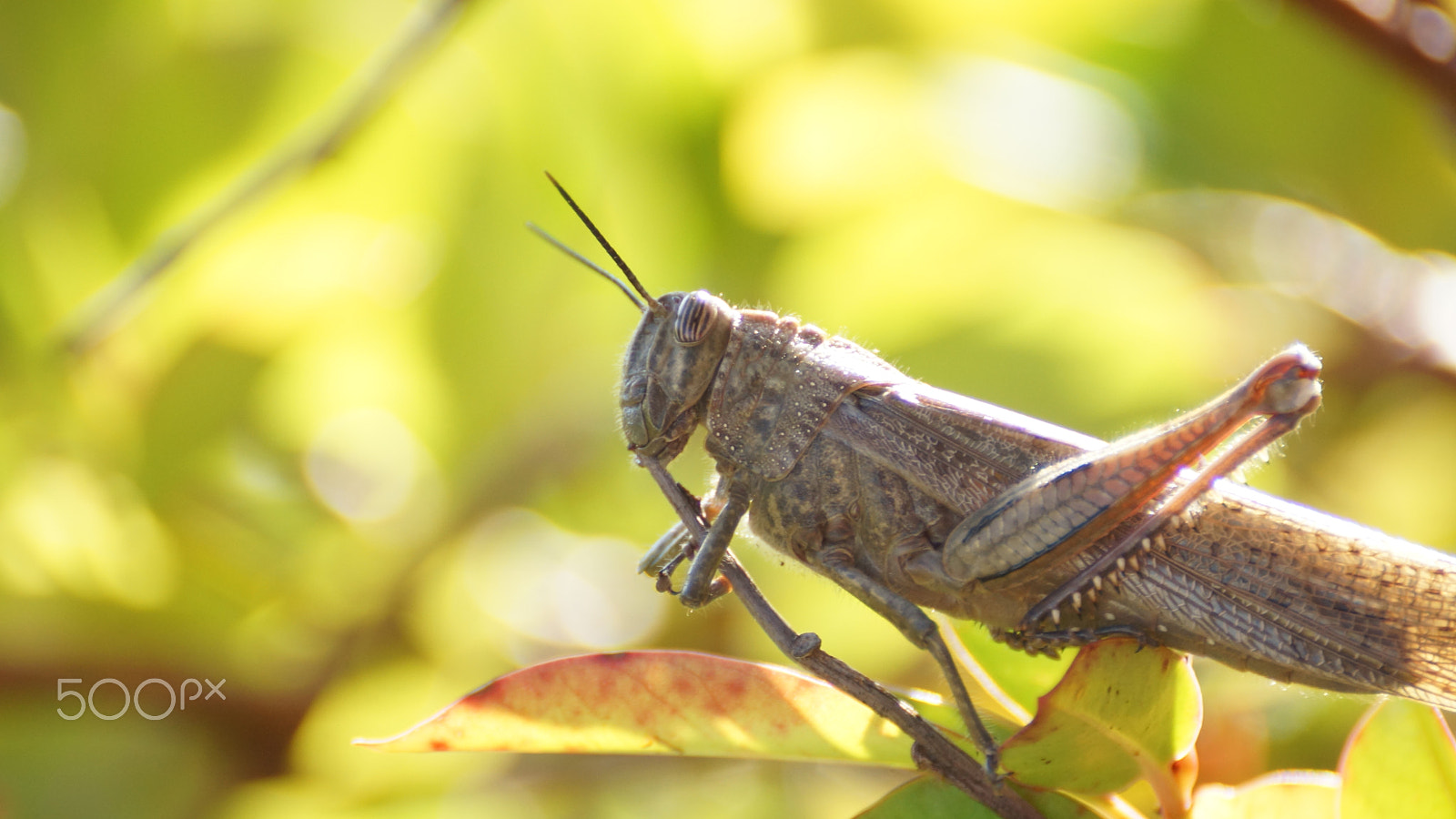 Sony DT 55-300mm F4.5-5.6 SAM sample photo. The locust photography