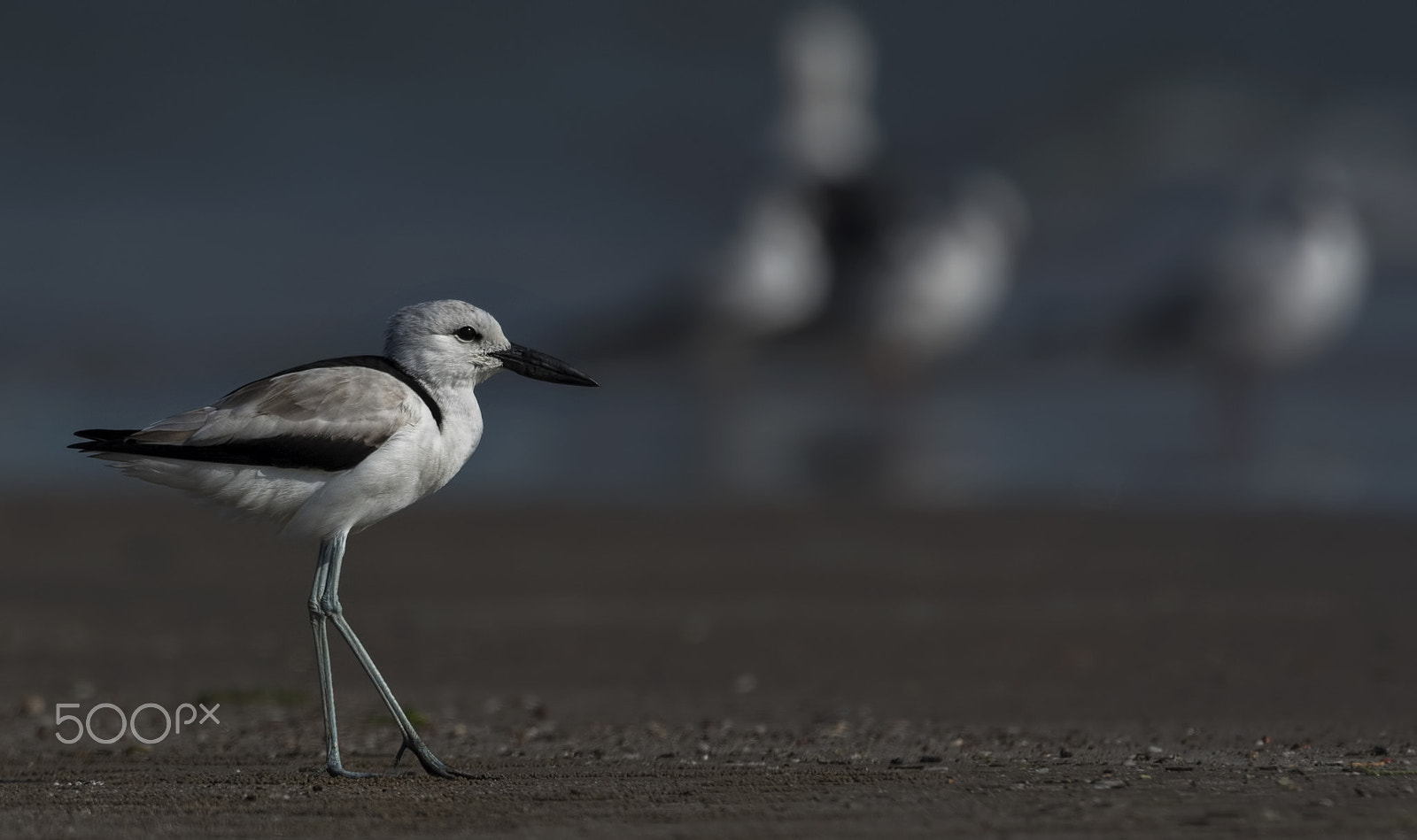 Nikon D750 + Nikon AF-S Nikkor 500mm F4G ED VR sample photo. Crab plover photography