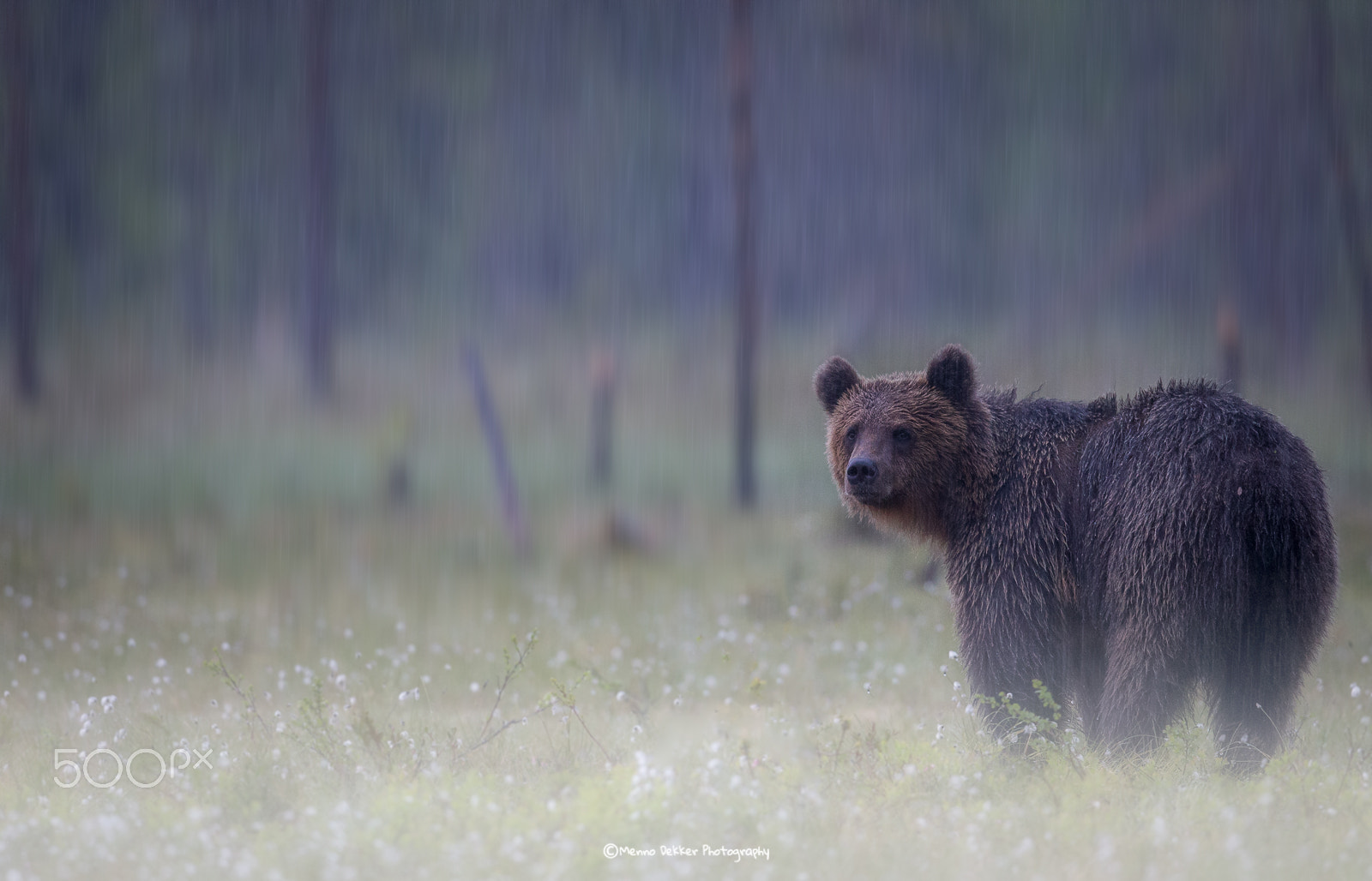 Canon EF 500mm F4L IS II USM sample photo. Rainy weather….. photography