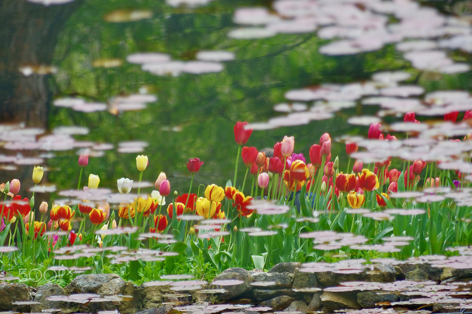 Pentax smc DA* 60-250mm F4.0 ED (IF) SDM sample photo. Flower in the water photography