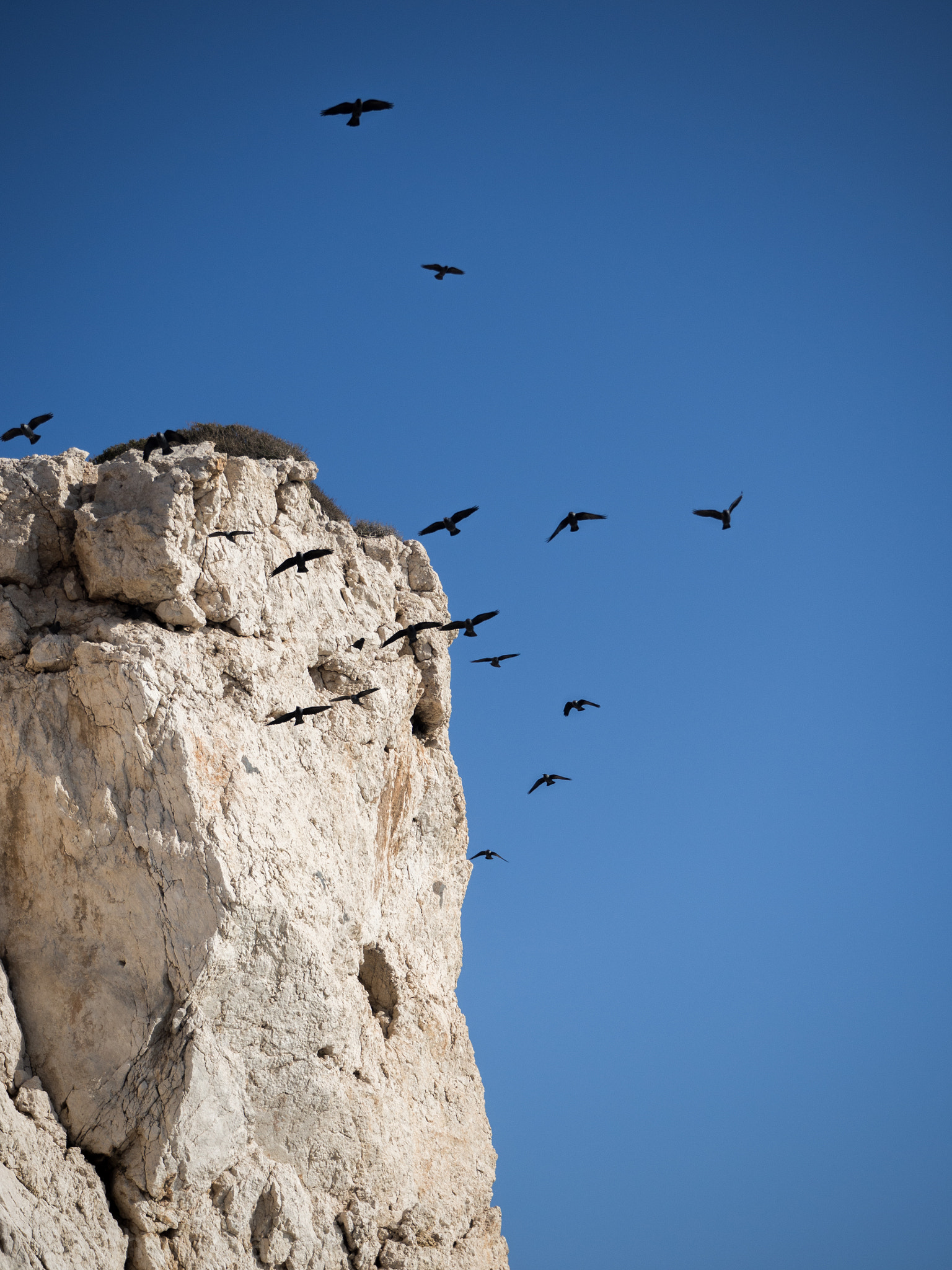 Olympus M.Zuiko Digital ED 14-42mm F3.5-5.6 EZ sample photo. Jackdaws over aphrodite's rock.. photography