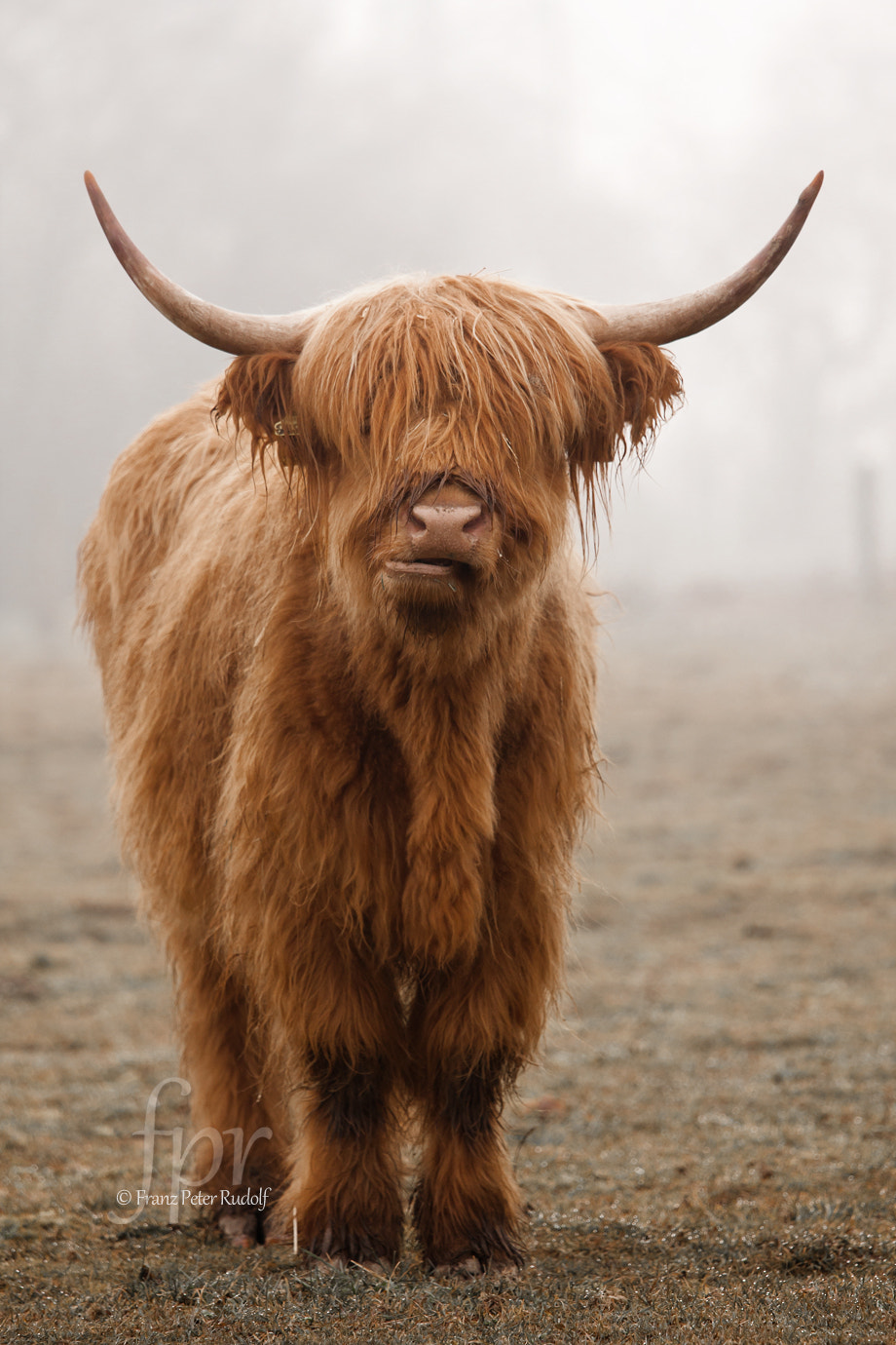 Canon EOS 40D + Canon EF 70-200mm F4L IS USM sample photo. Highland cattle photography