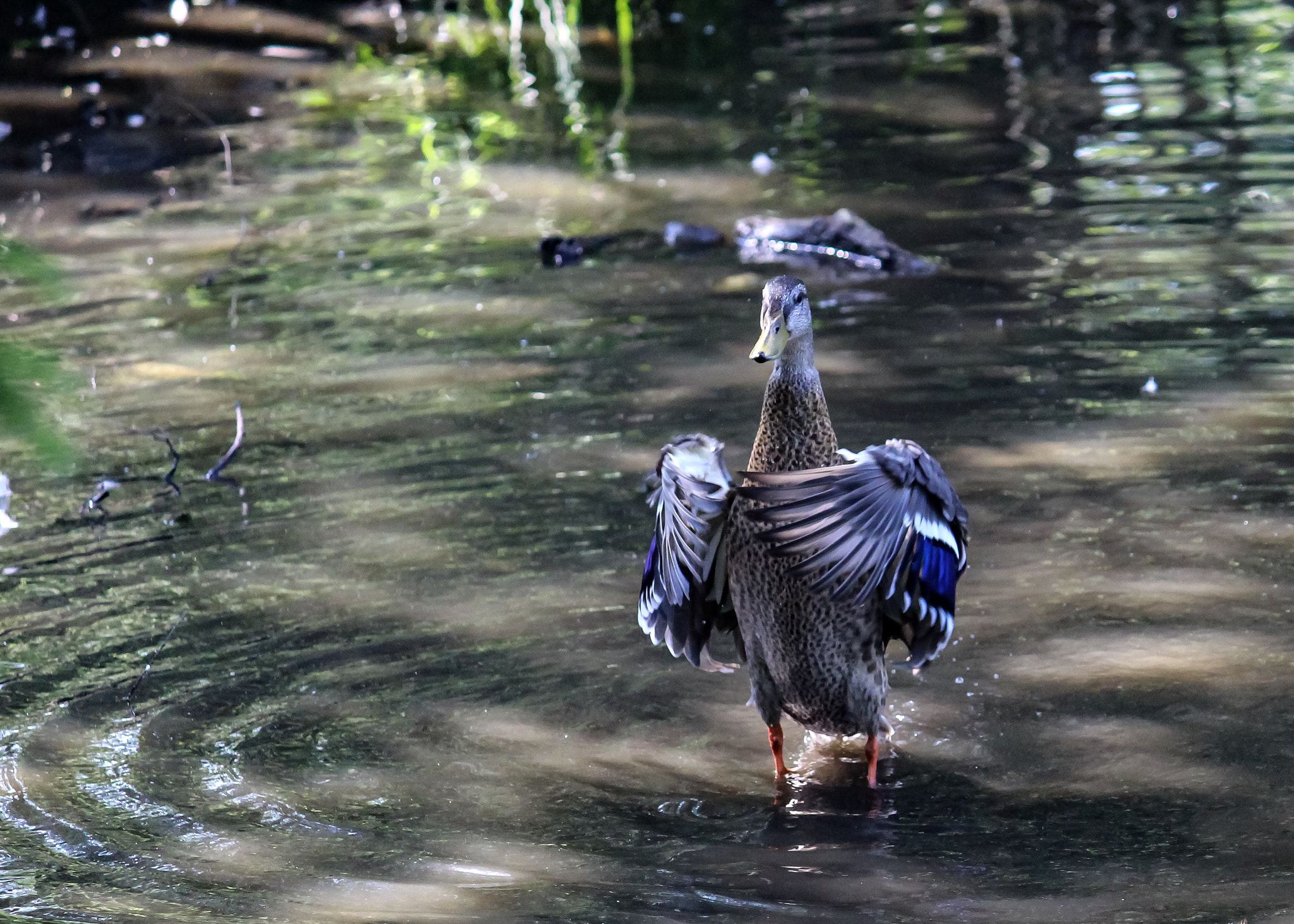 Canon EF-S 55-250mm F4-5.6 IS II sample photo. Bathing photography