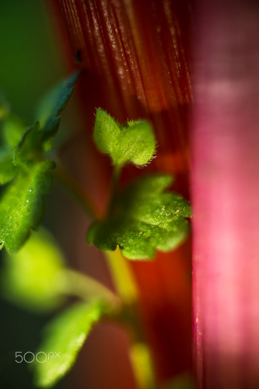 Sony a99 II + MACRO 50mm F2.8 sample photo. Rugueuse rencontre photography