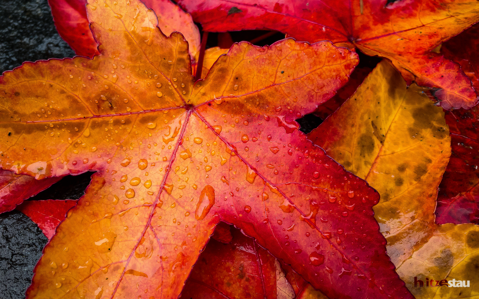 Apple iPhone9,4 sample photo. Autumn colors photography
