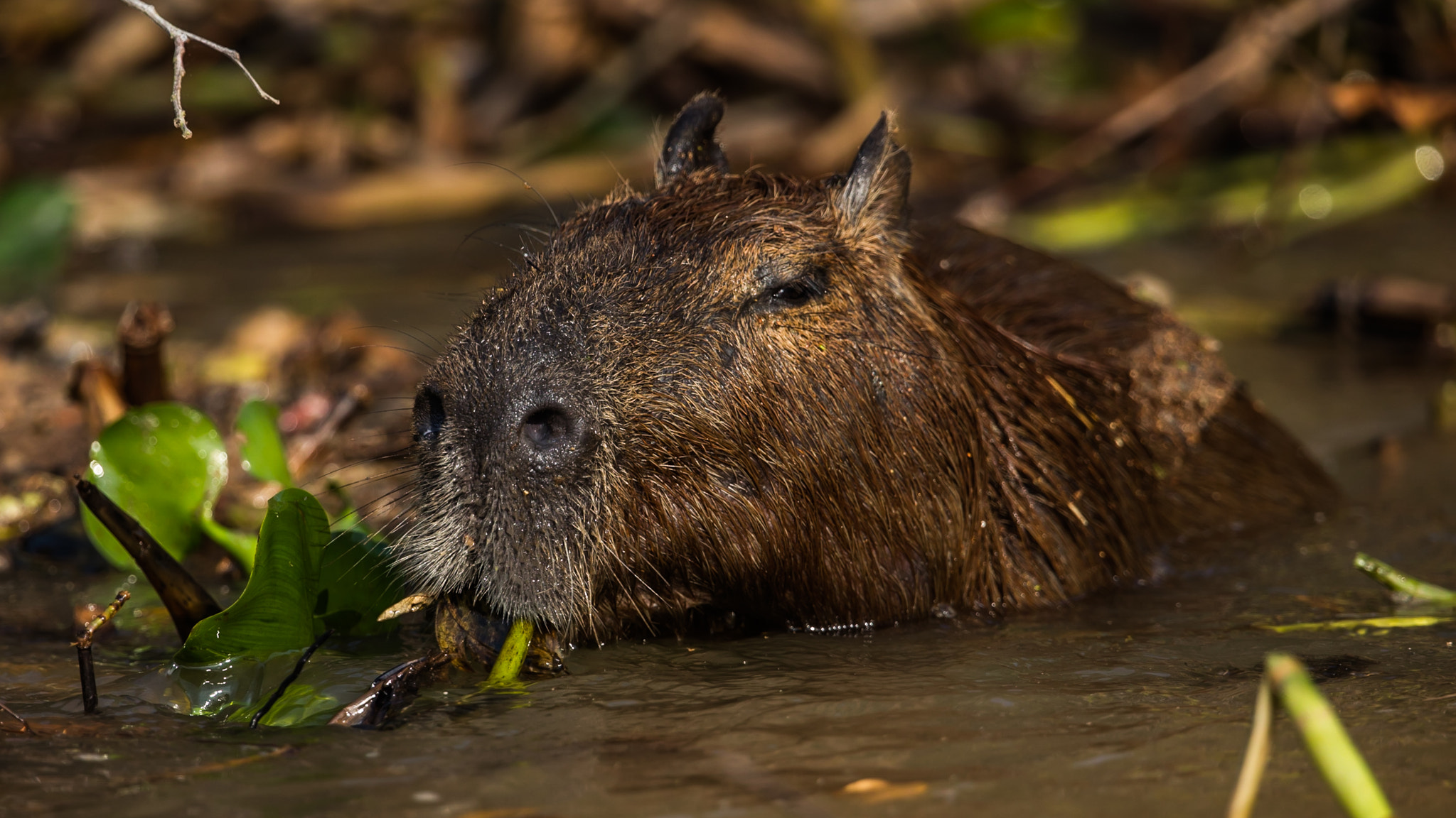 Canon EOS 5DS R + Canon EF 300mm F2.8L IS II USM sample photo. Wasserschwein photography