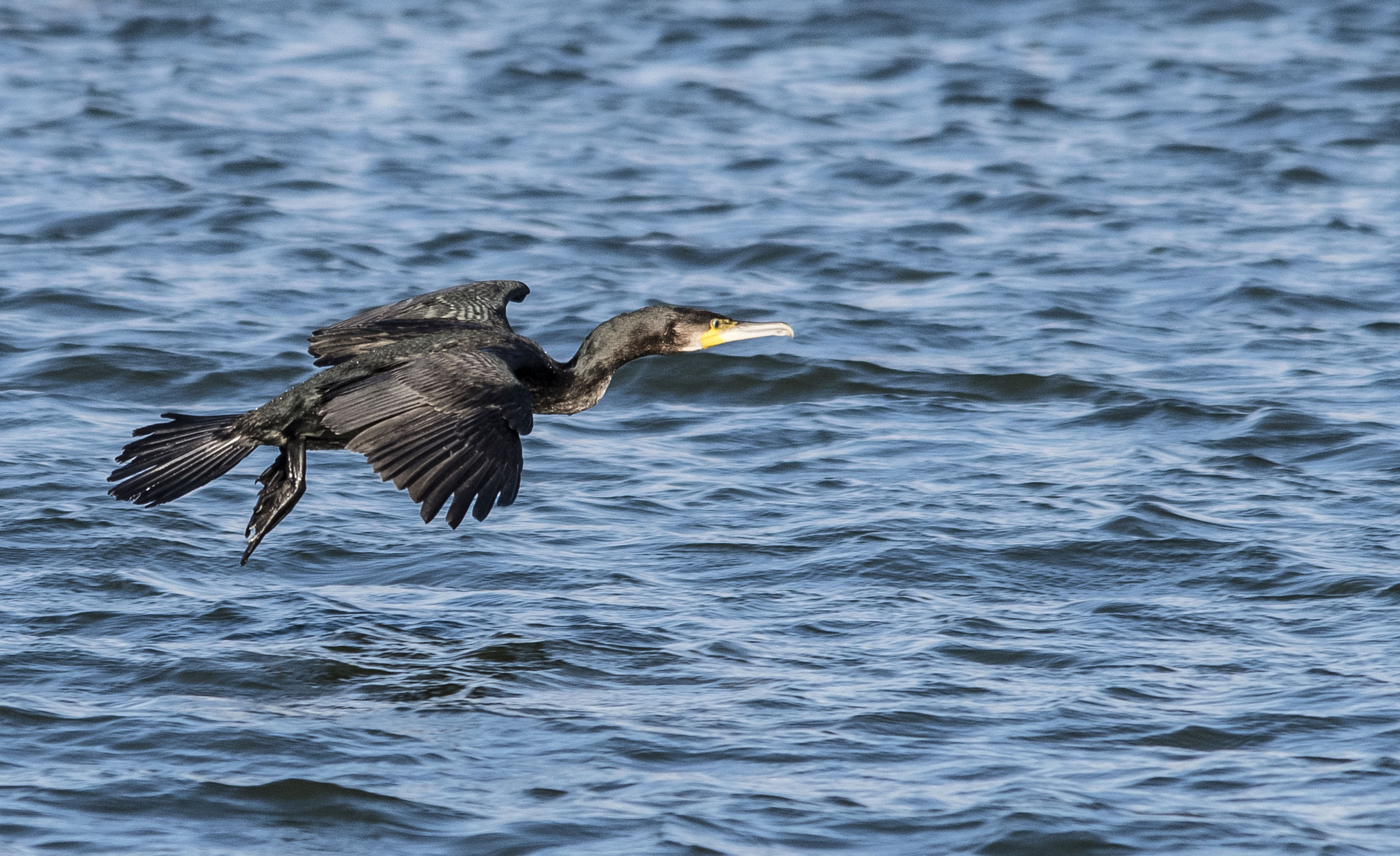 Pentax K-1 sample photo. Cormorant photography