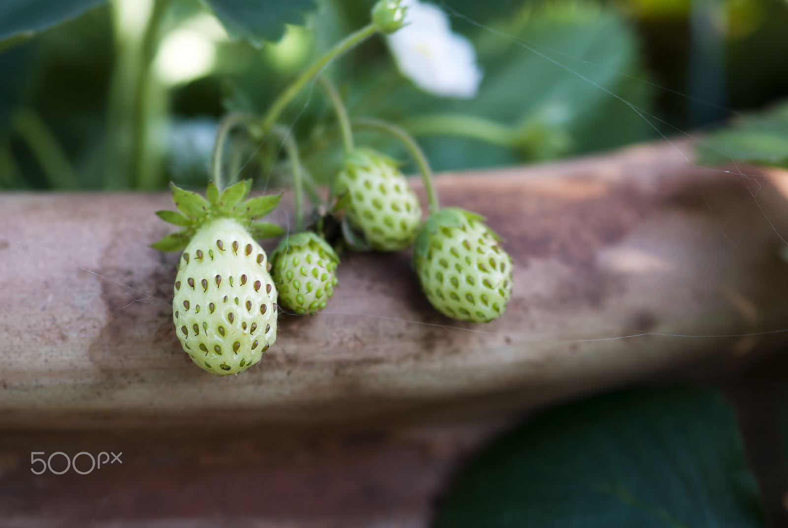 Nikon D60 + Nikon AF-S Micro-Nikkor 105mm F2.8G IF-ED VR sample photo. Green strawberries on the vine photography