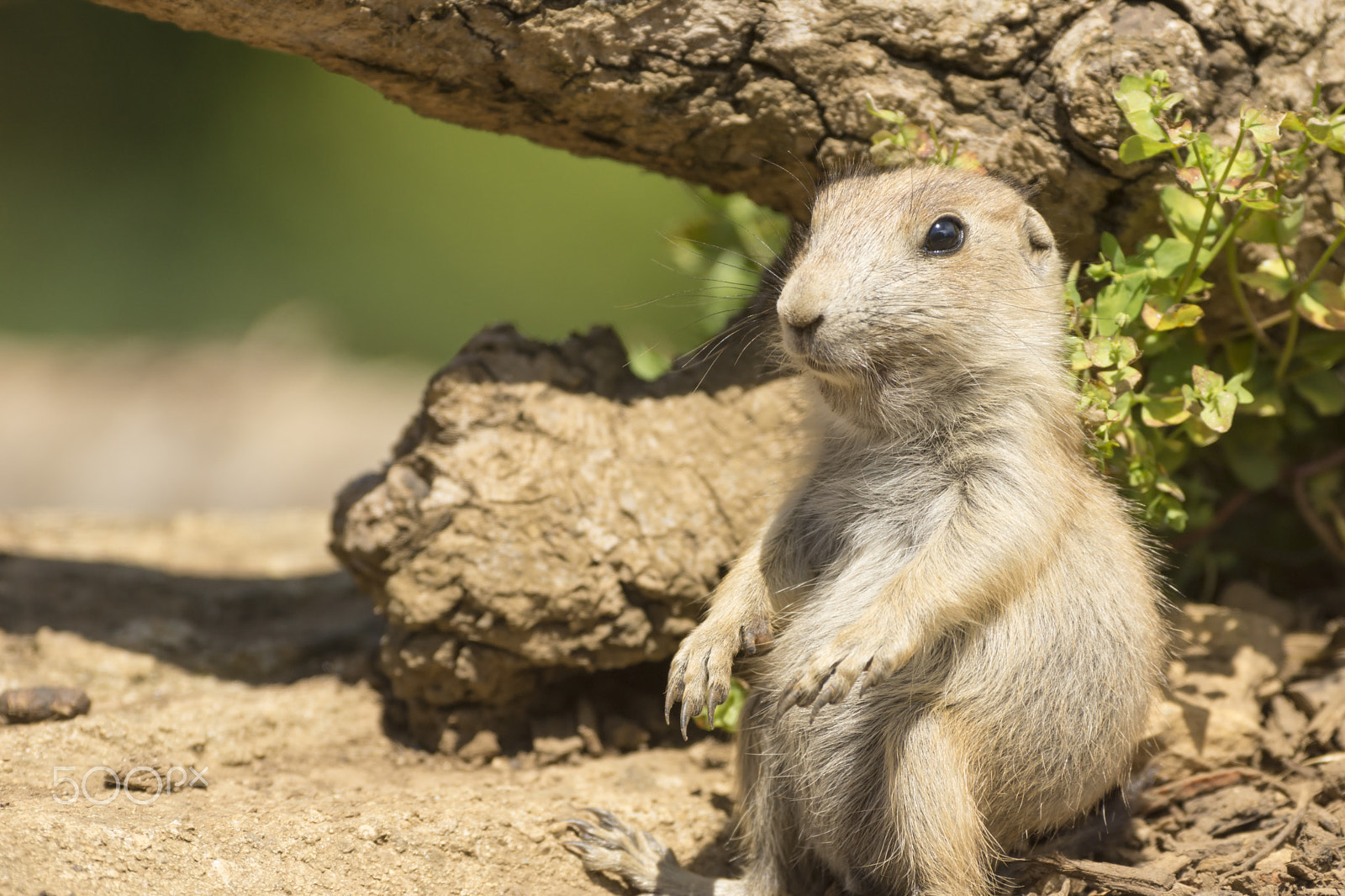 Sigma AF 500mm F4.5 EX DG APO sample photo. Black-tailed prairie dog photography