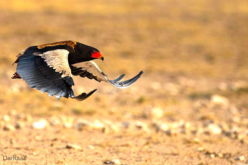 Nikon D4 + Nikon AF-S Nikkor 600mm F4G ED VR sample photo. Bateleur eagle photography