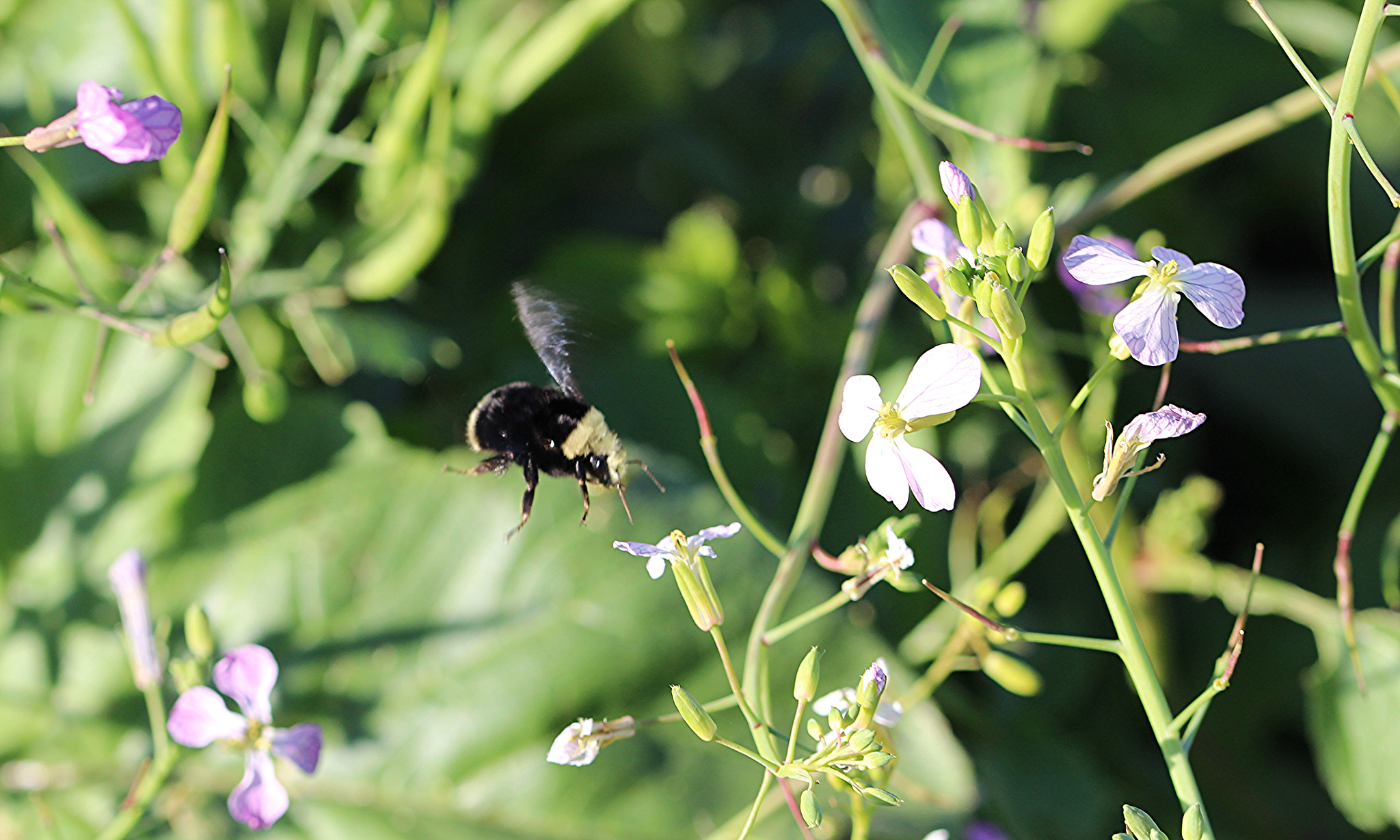 Sigma 105mm F2.8 EX DG OS HSM sample photo. Bumble 747 photography