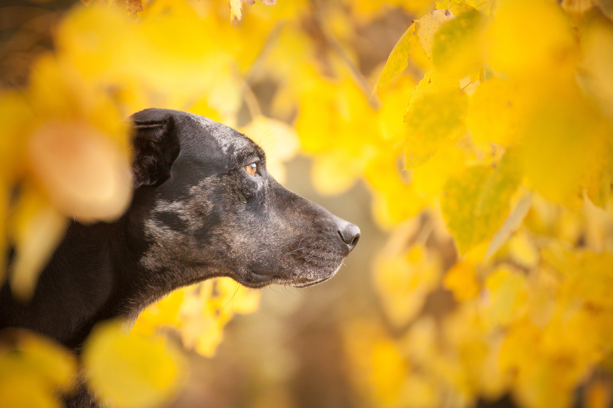 Canon EOS 500D (EOS Rebel T1i / EOS Kiss X3) sample photo. Hidden in autumn photography